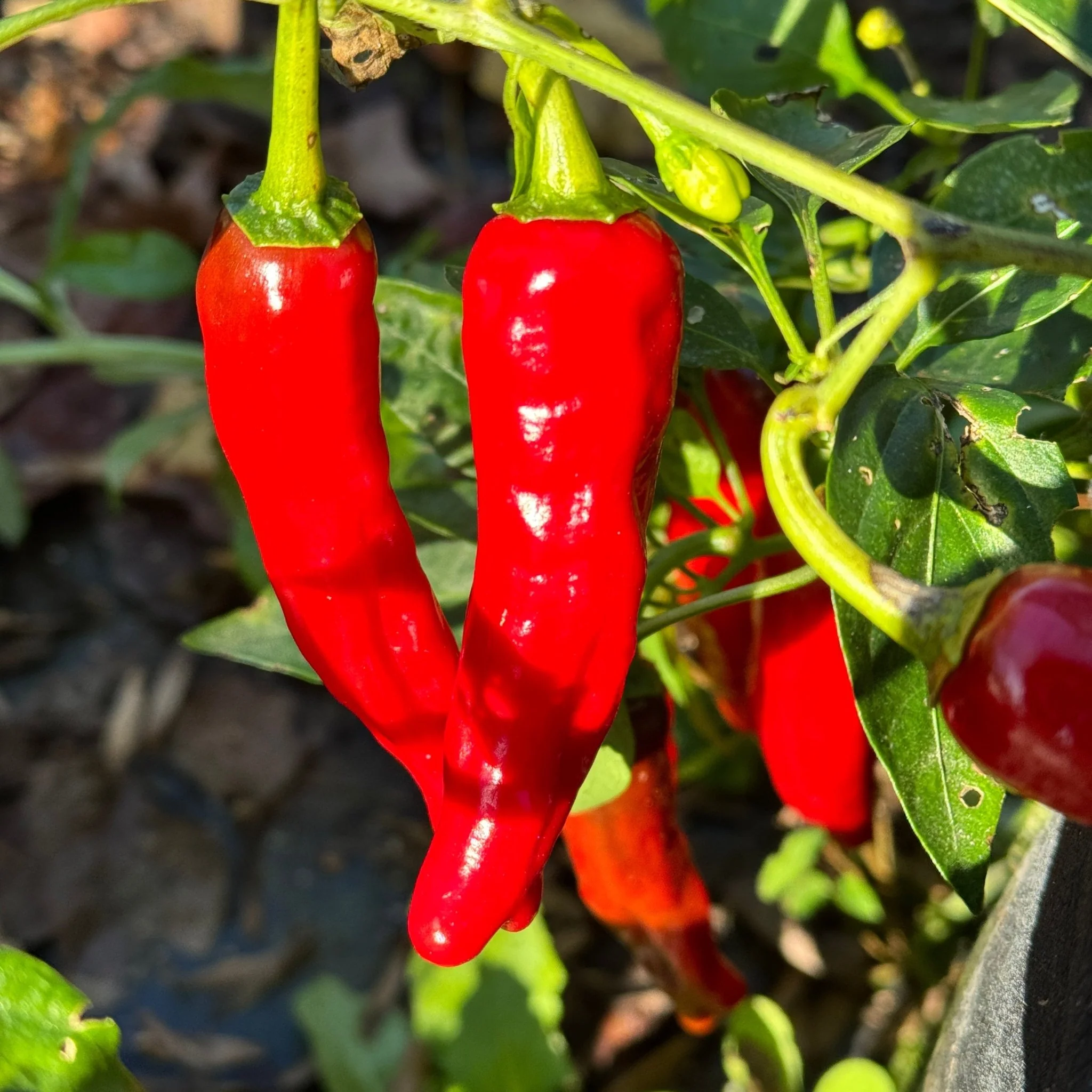 Shishito - Seeds - Image 4