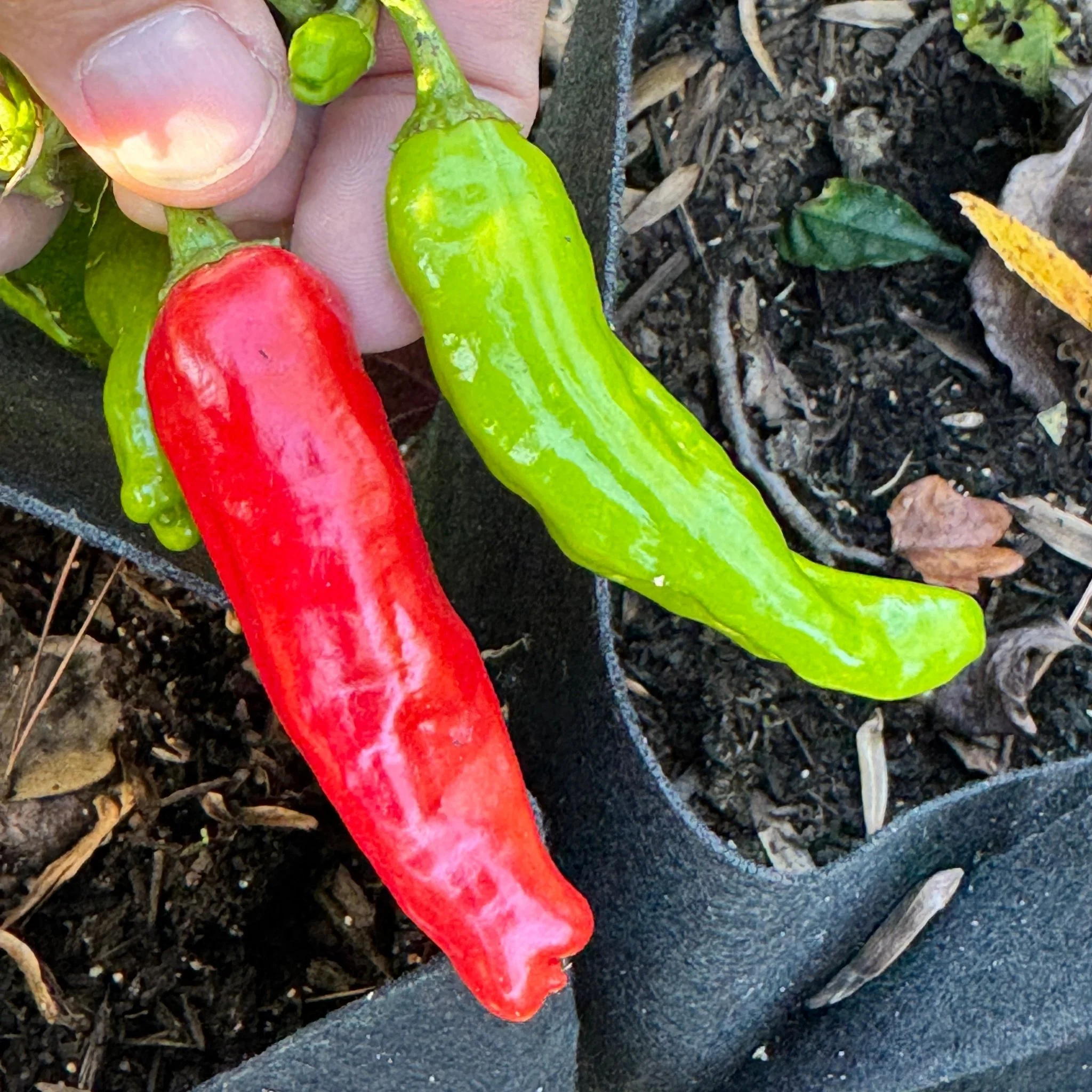 Shishito - Seeds - Image 6