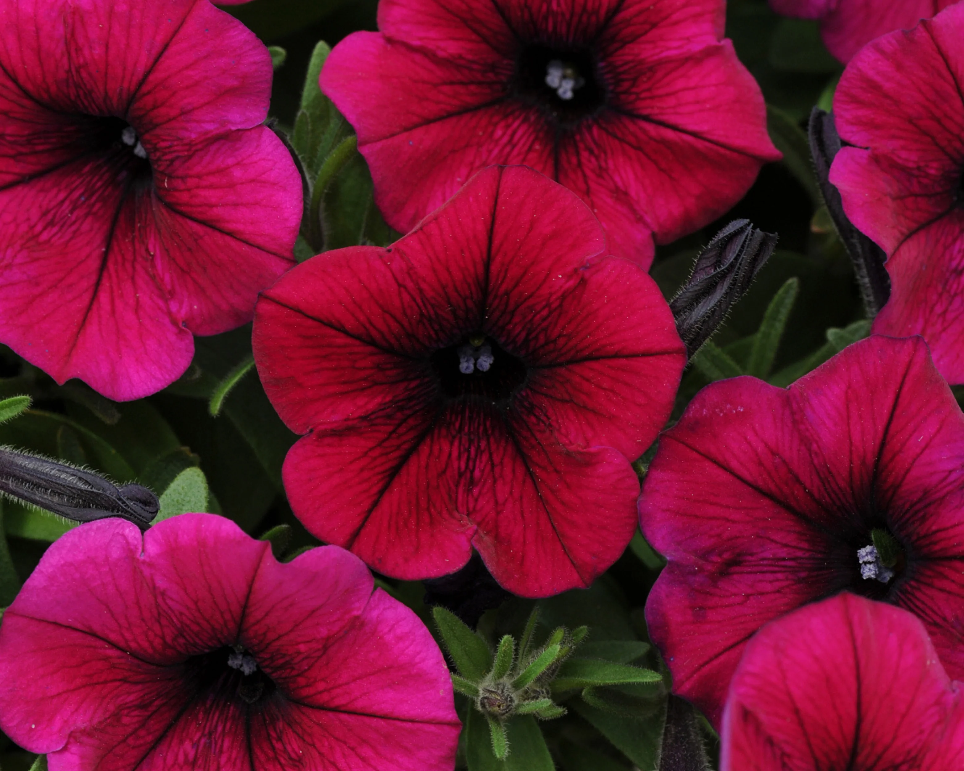 Shock Wave® Deep Purple Spreading Petunia Seeds - Image 2