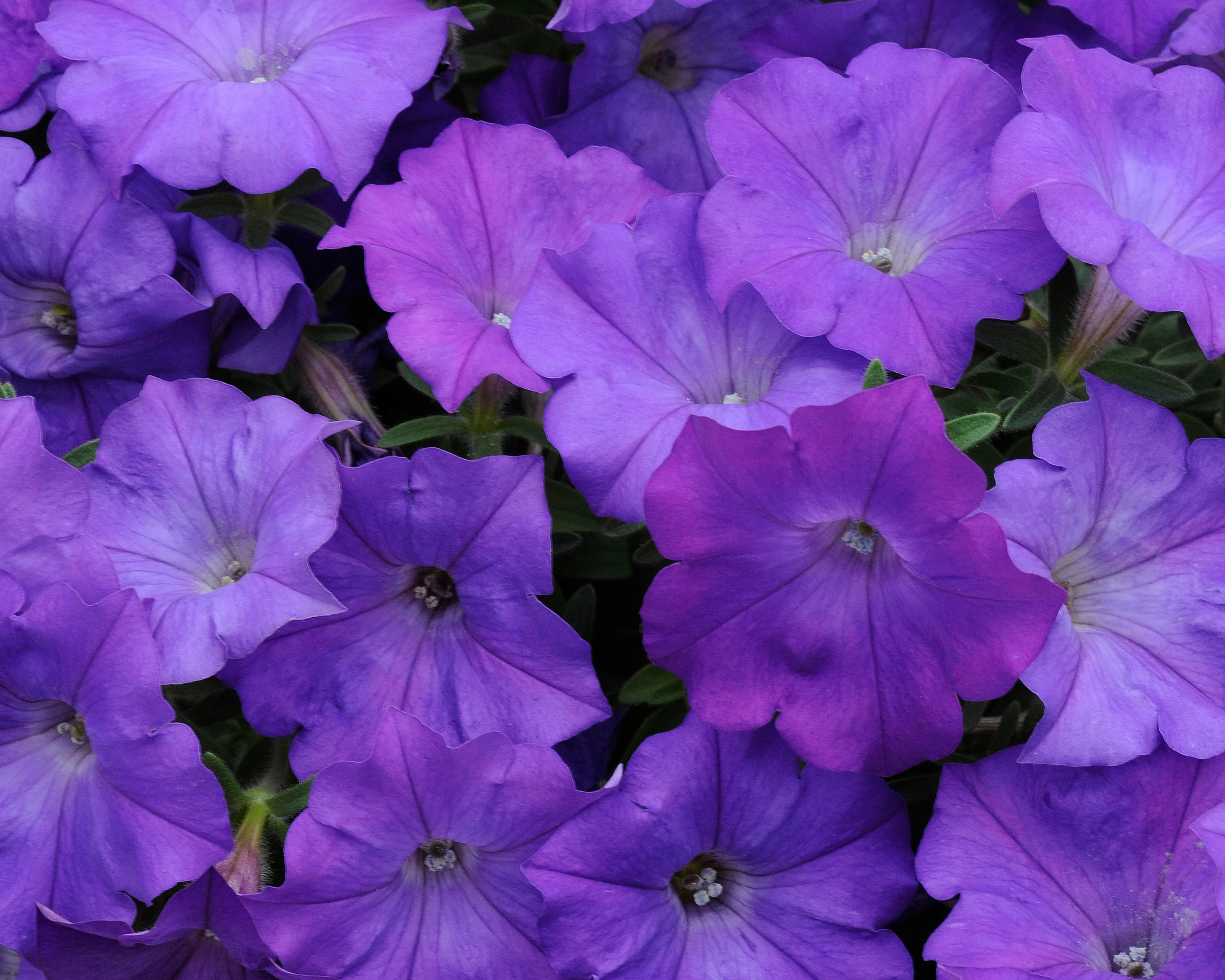 Shock Wave® Denim Spreading Petunia Seeds - Image 2