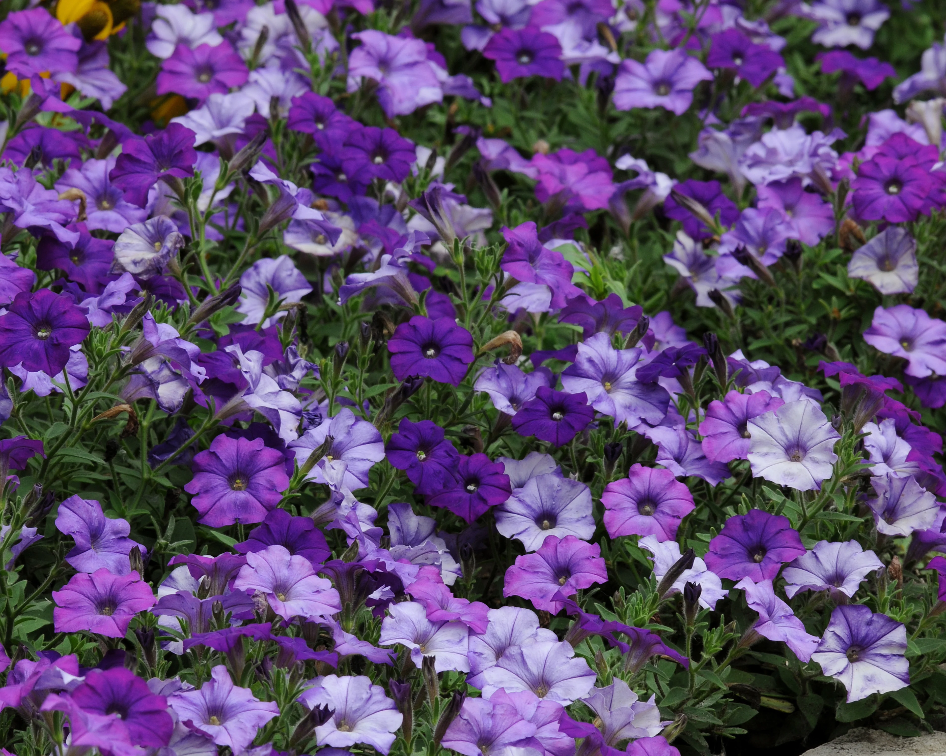 Shock Wave® Denim Spreading Petunia Seeds - Image 3