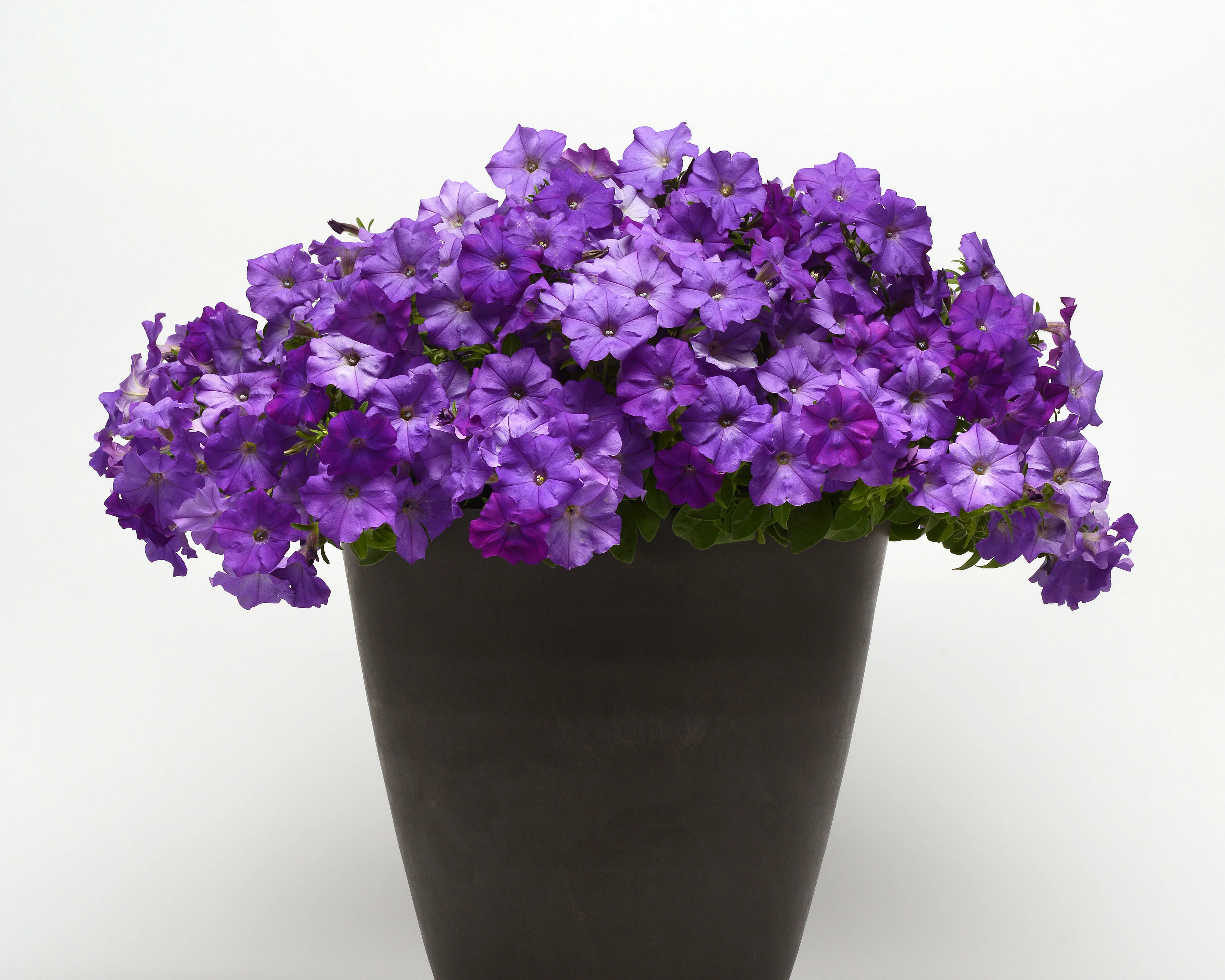 Shock Wave® Denim Spreading Petunia Seeds - Image 4