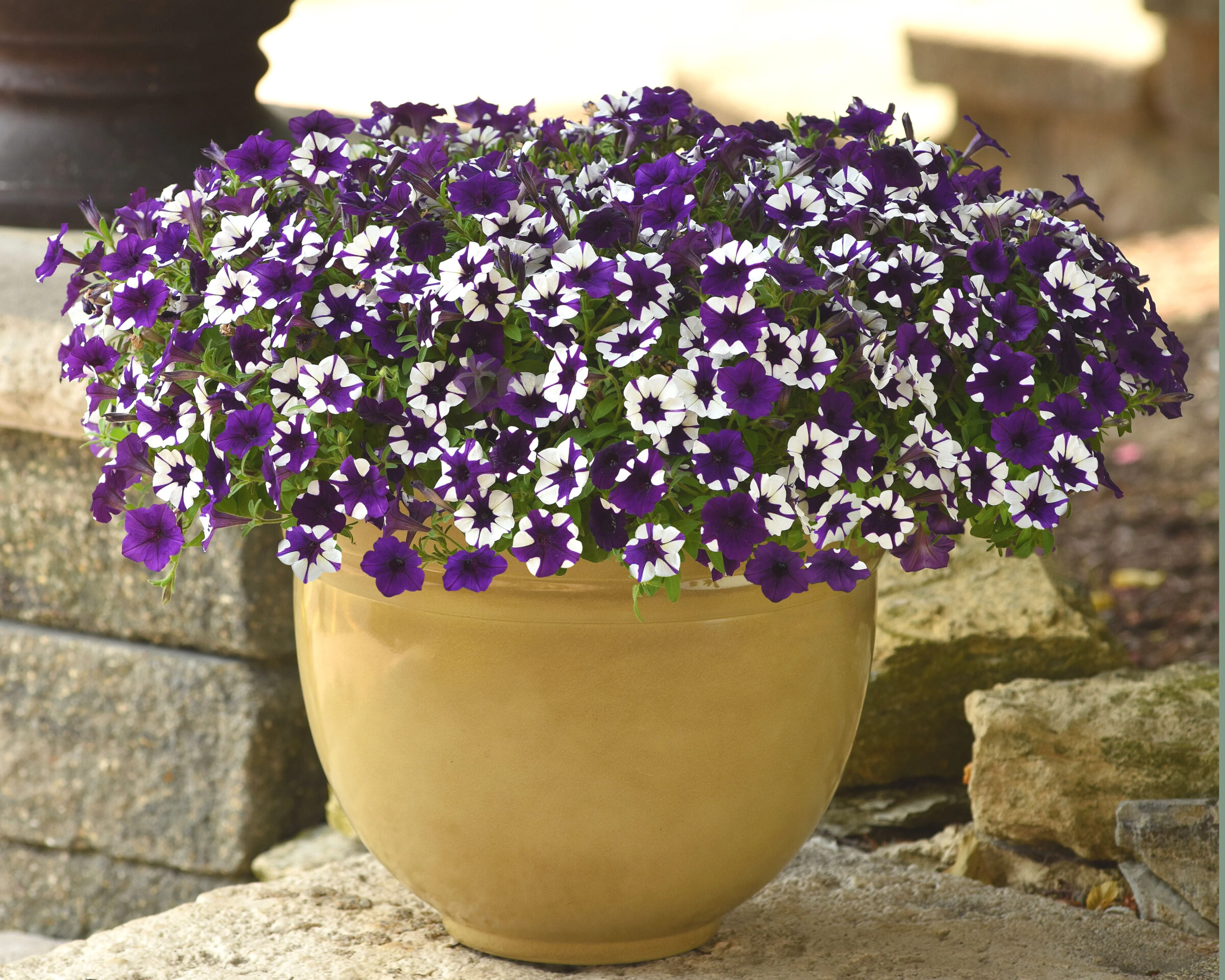 Shock Wave® Purple Tie Dye Spreading Petunia Seeds - Image 2