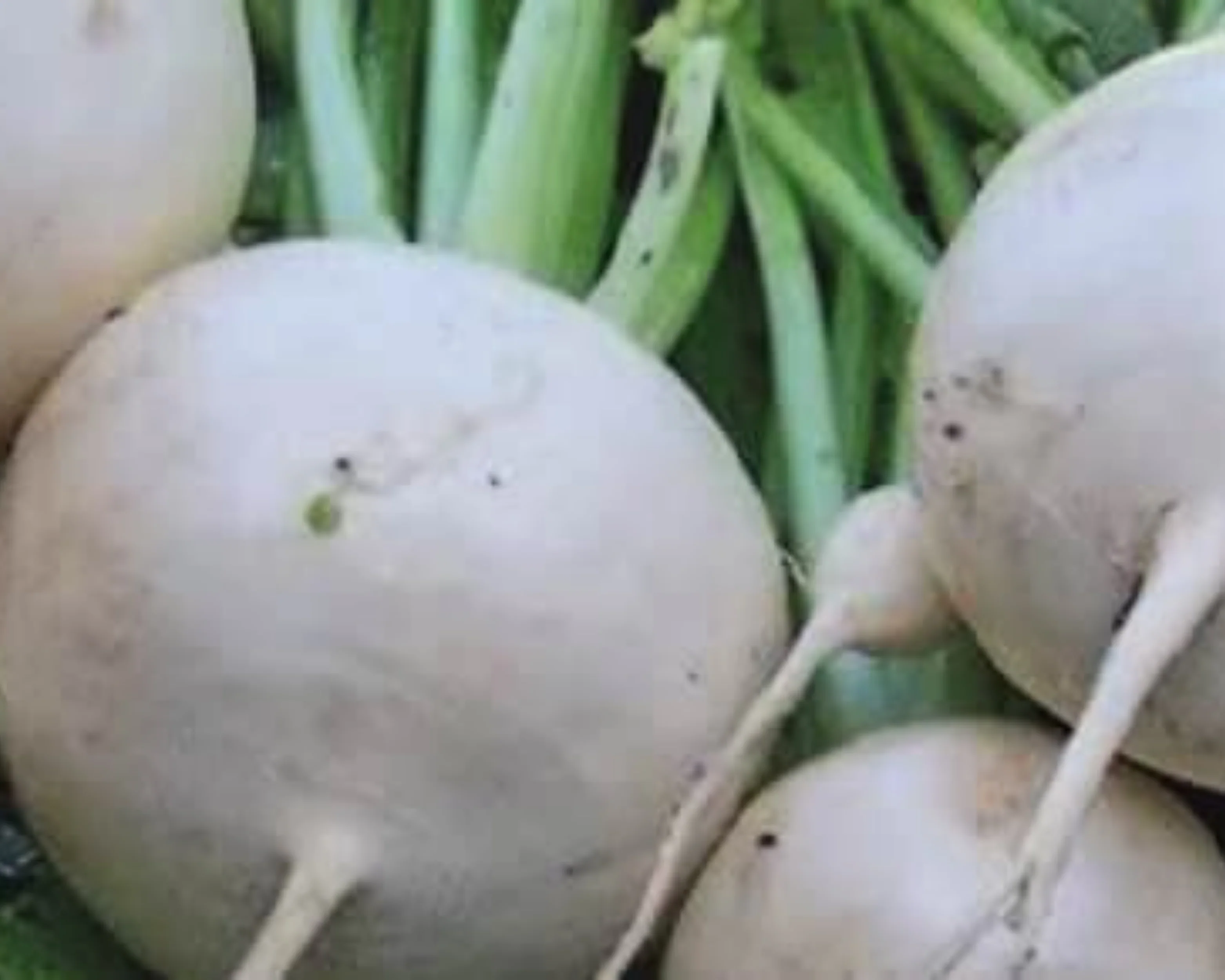 Shogoin Turnip Seeds - Image 2