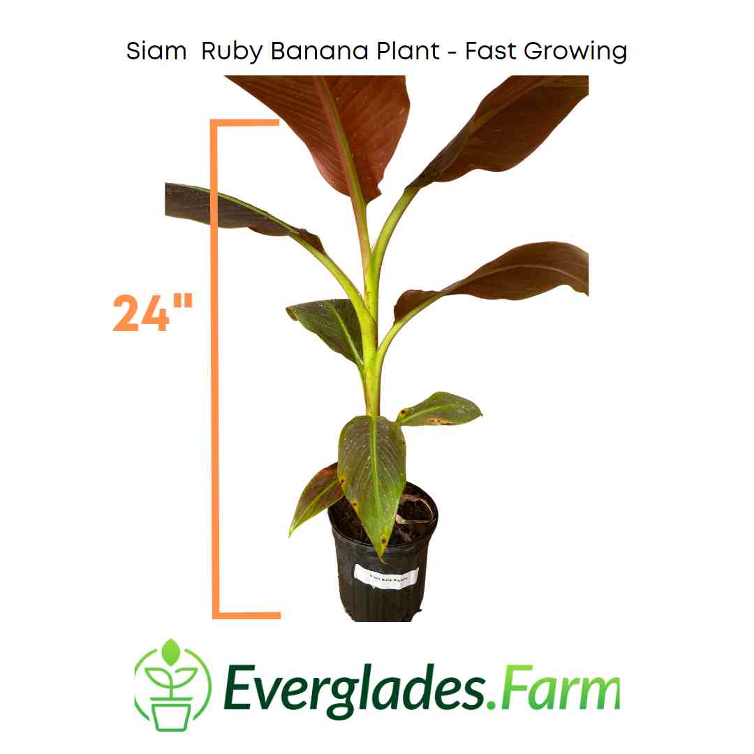 Siam Ruby Banana Plant - Image 2