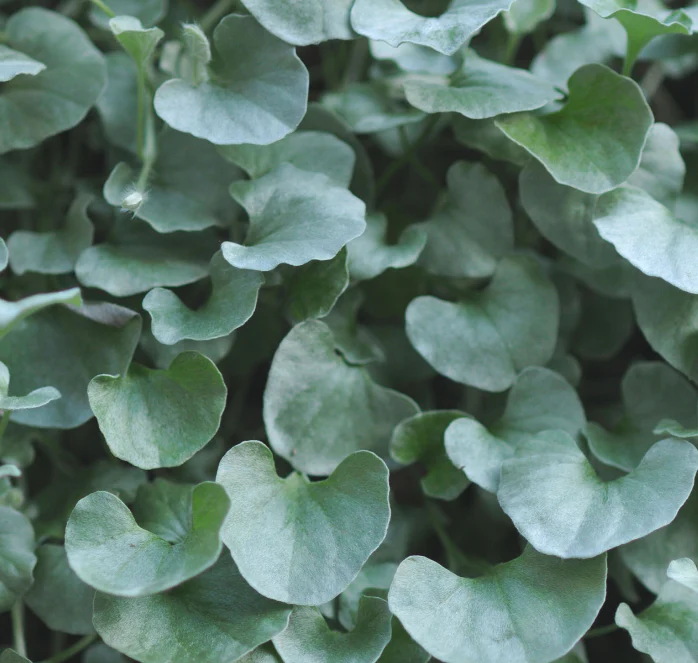 Silver Falls Dichondra Seeds - Image 2