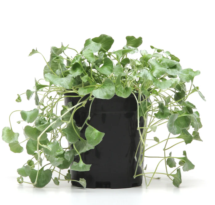 Silver Falls Dichondra Seeds - Image 3