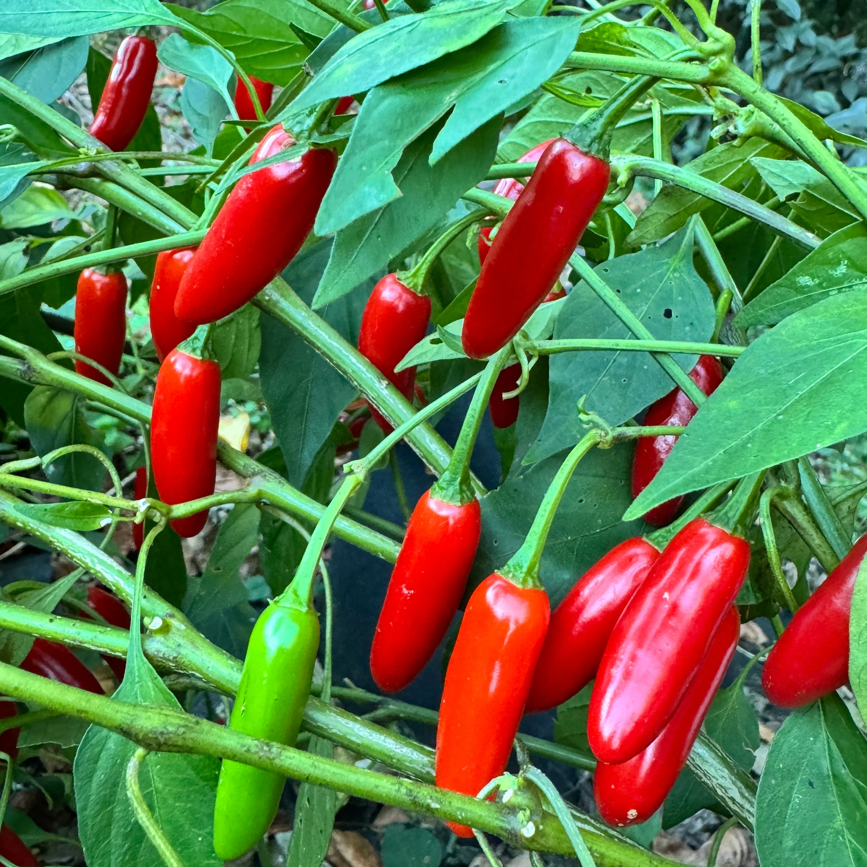 Sinahuisa - Seeds - Image 2