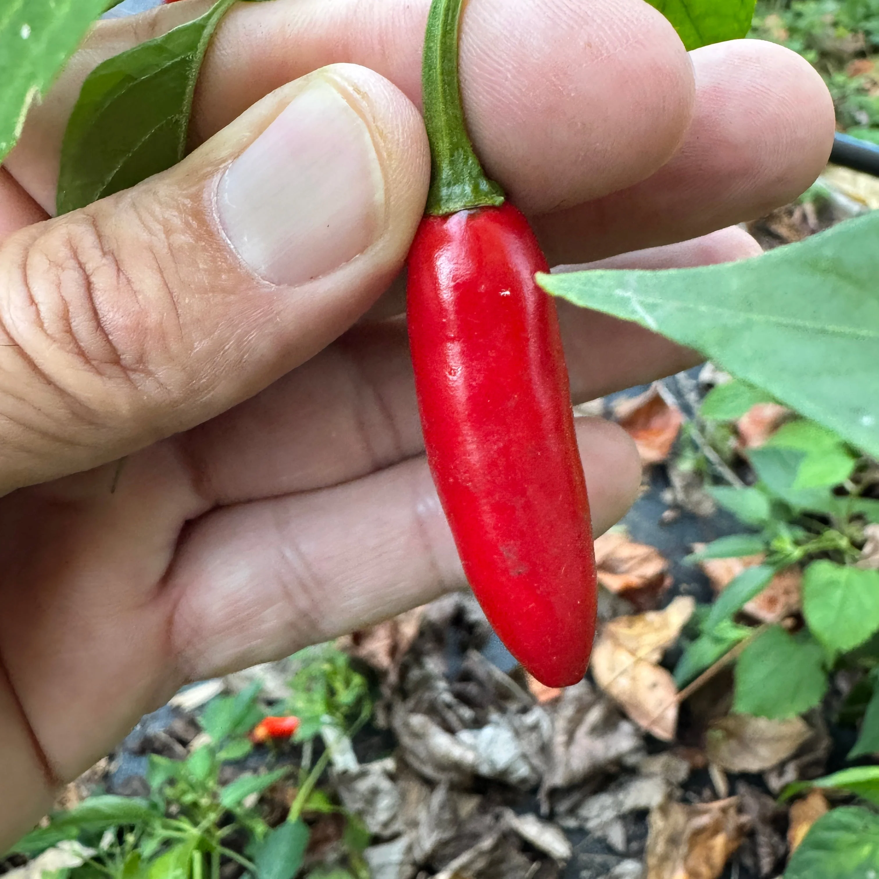 Sinahuisa - Seeds - Image 3