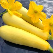 Smooth Criminal Hybrid Summer Squash Seeds - Image 3