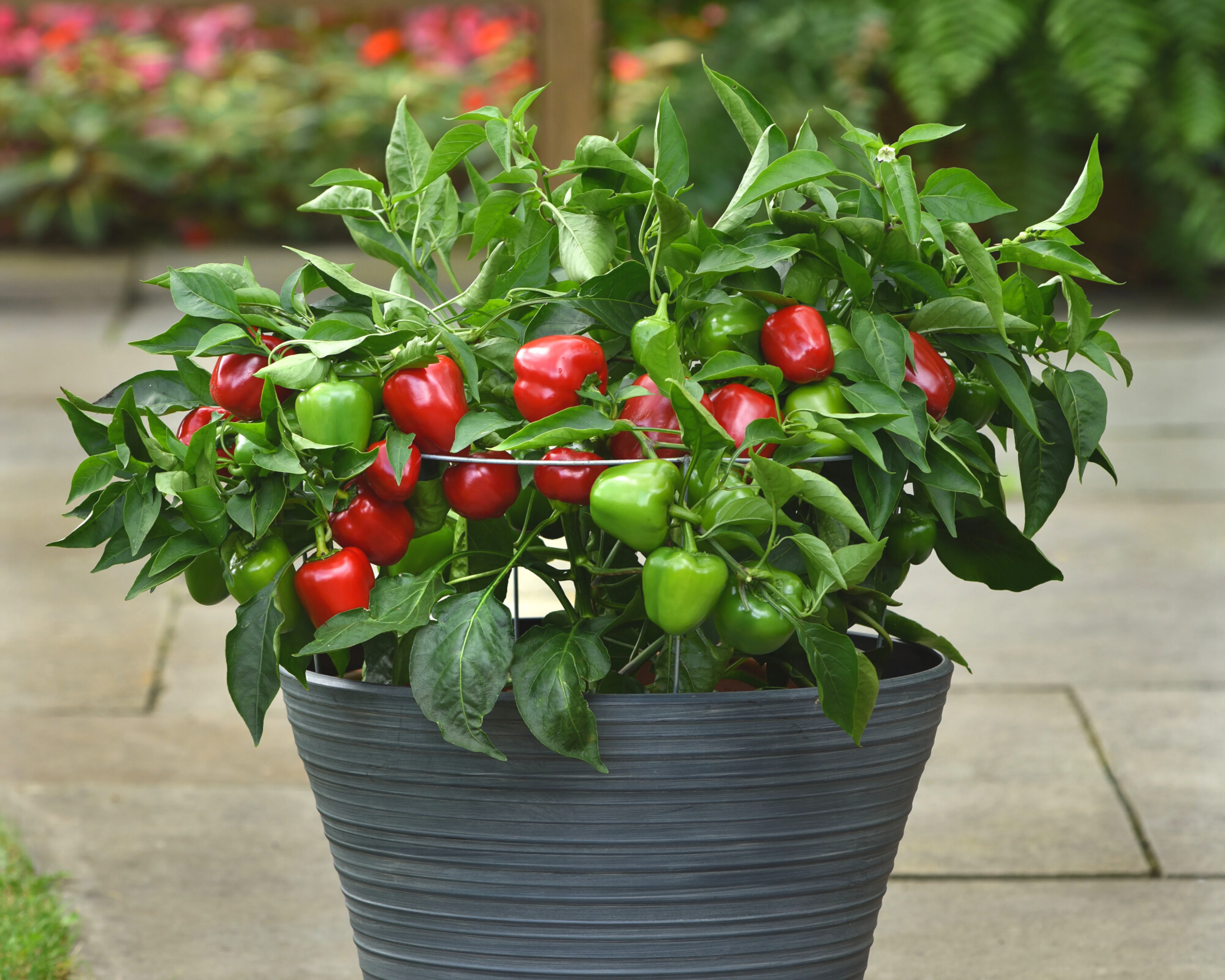 Snackabelle Red Hybrid Pepper Seeds - Image 2