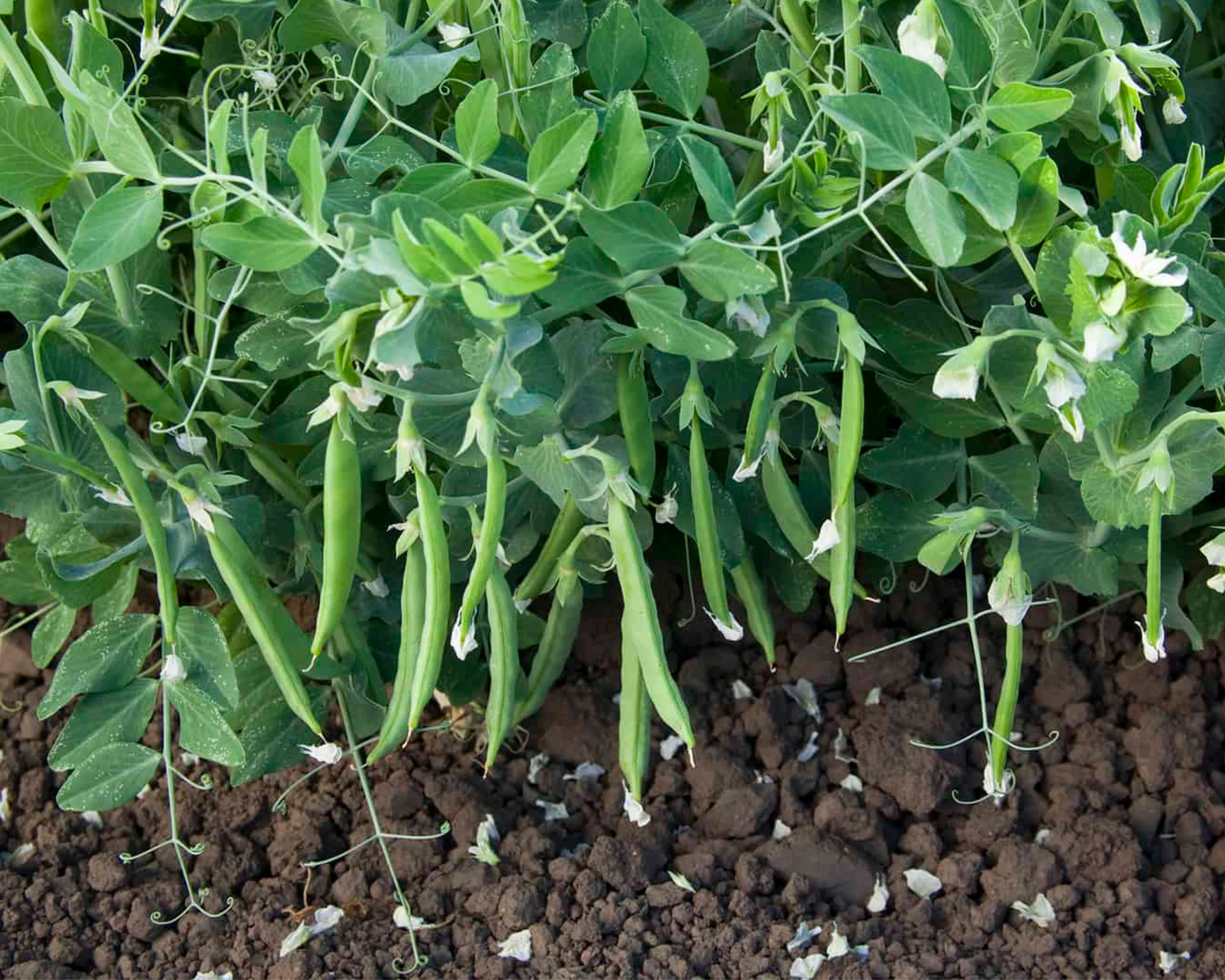 Snak Hero Snack Pea Seeds - Image 2