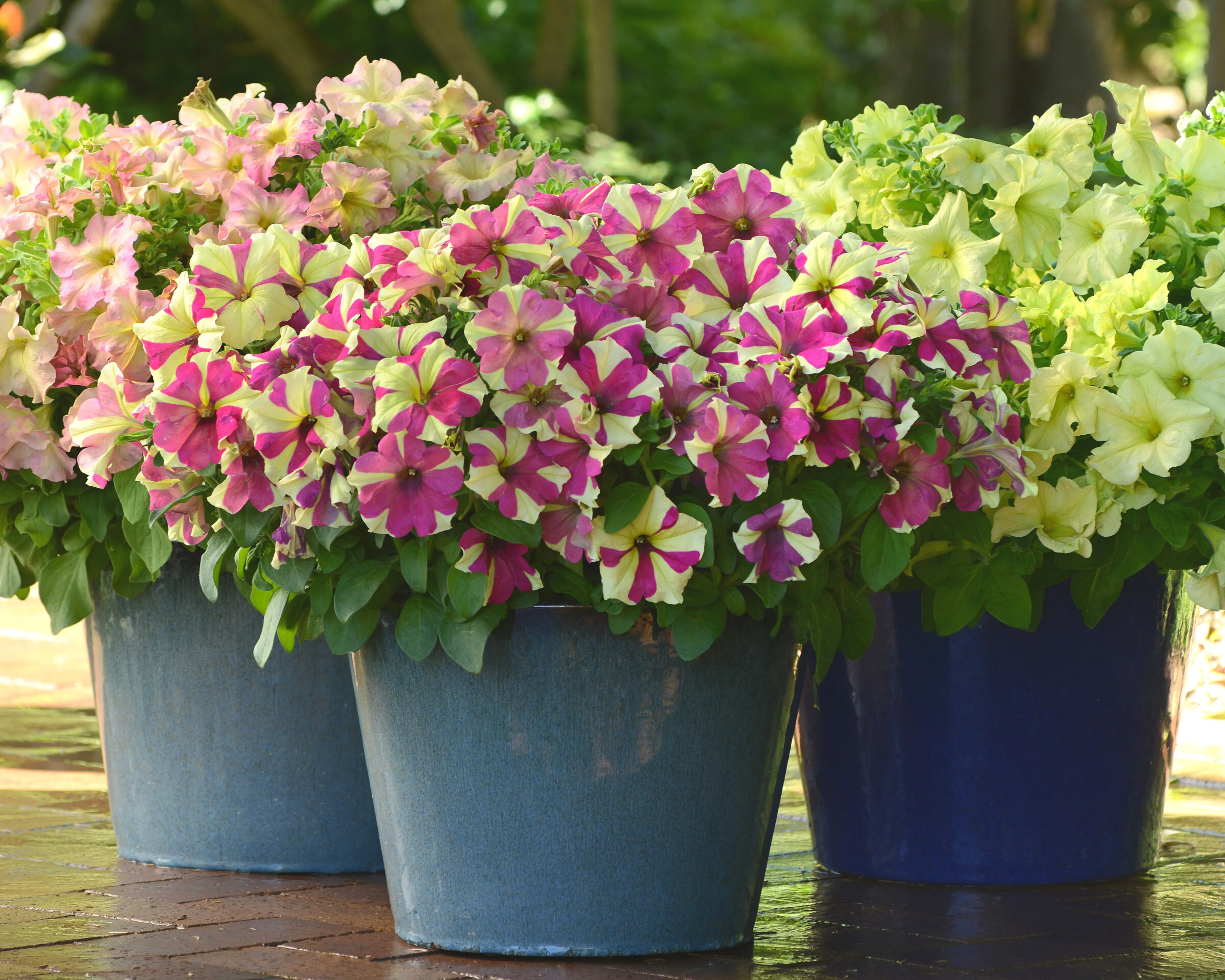 Sophistica Lime Bicolor Hybrid Petunia Seeds - Image 2