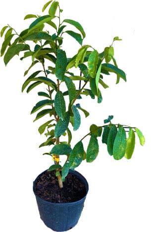 Soursop Guanabana from Seedlings Fruit Tree - Image 2