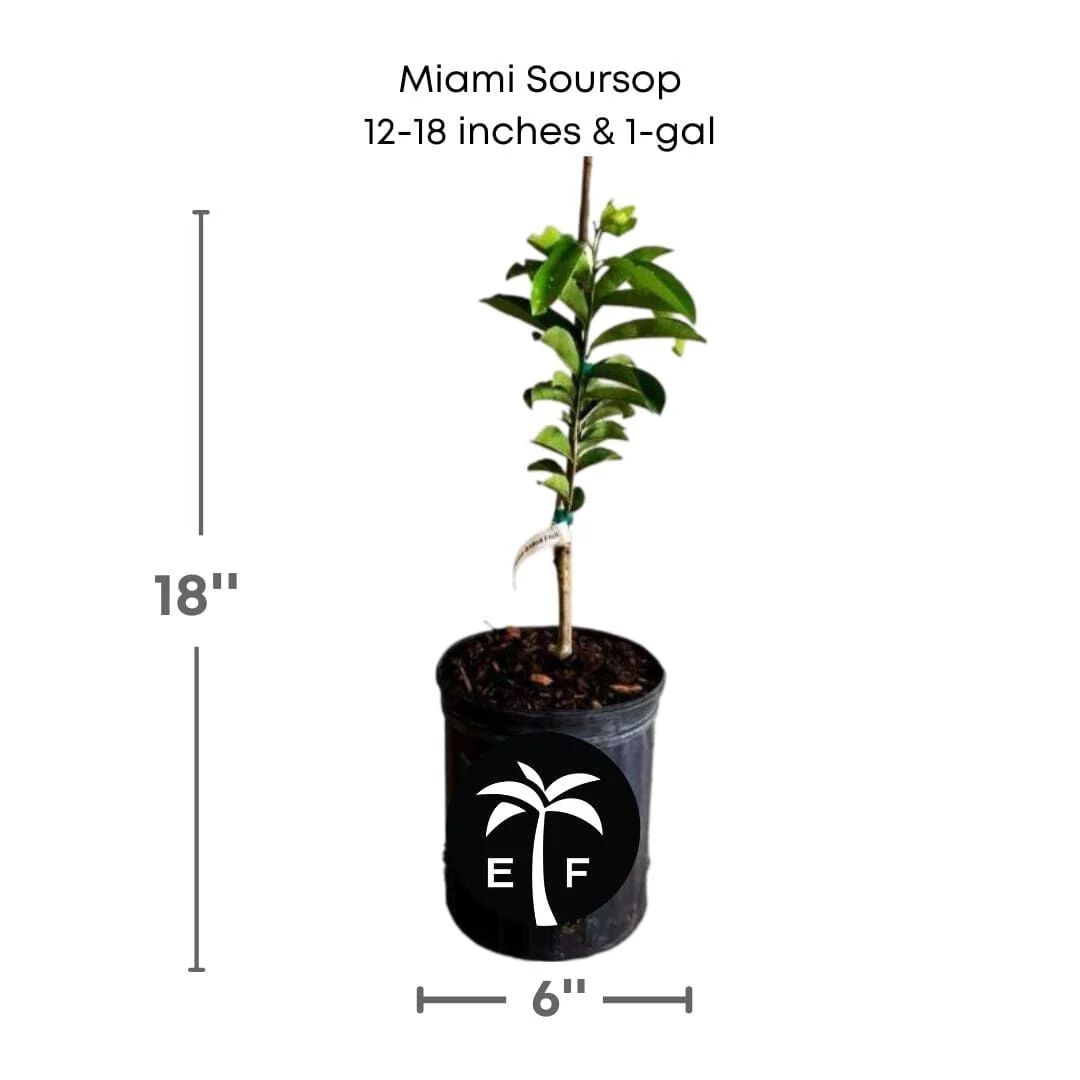 Soursop Guanabana from Seedlings Fruit Tree - Image 3