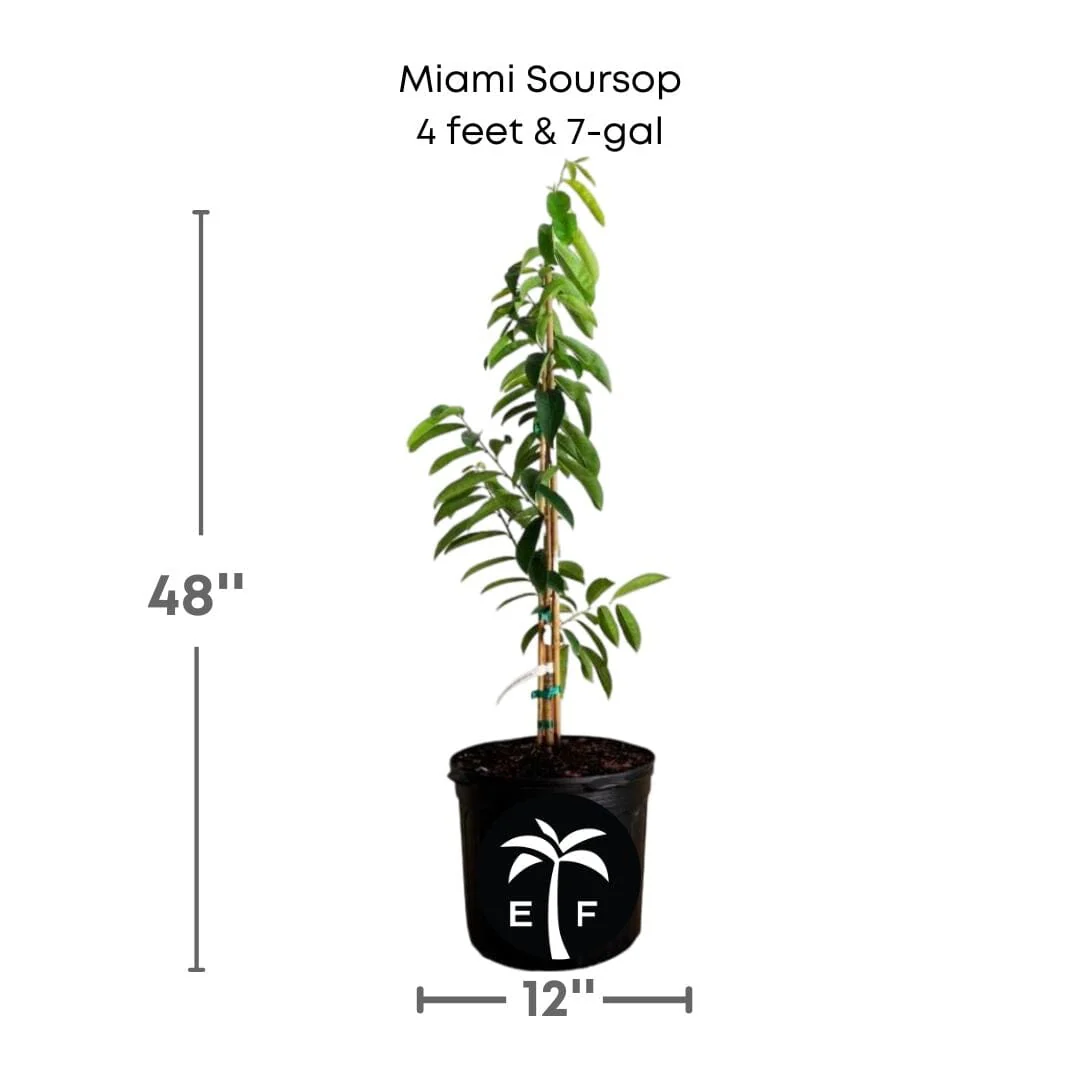 Soursop Guanabana from Seedlings Fruit Tree - Image 4