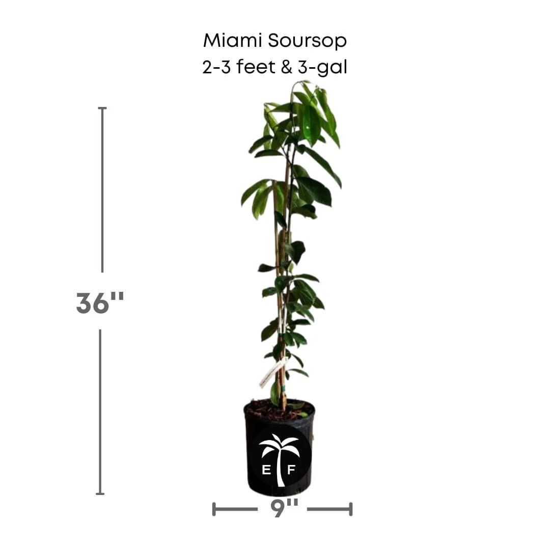 Soursop Guanabana from Seedlings Fruit Tree - Image 5