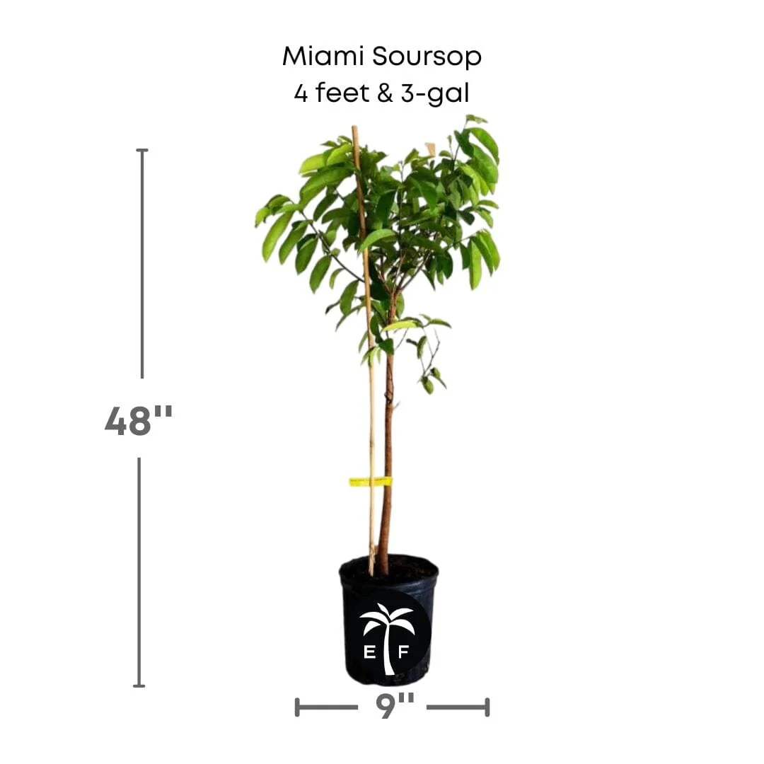 Soursop Guanabana from Seedlings Fruit Tree - Image 6