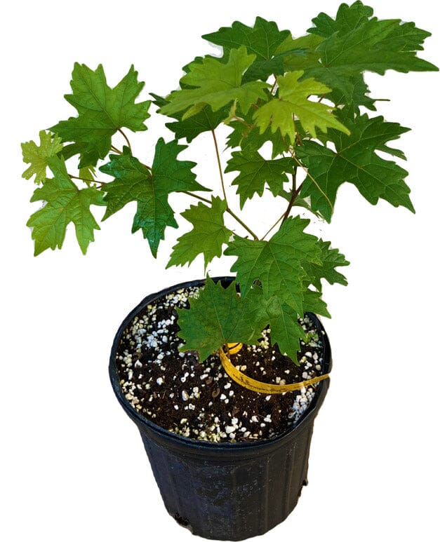 Southern Home Muscadine Hybrid Super Sweet Grape Plant - Image 2
