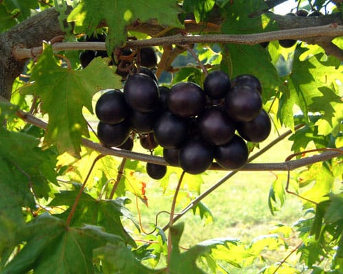 Southern Home Muscadine Hybrid Super Sweet Grape Plant - Image 3