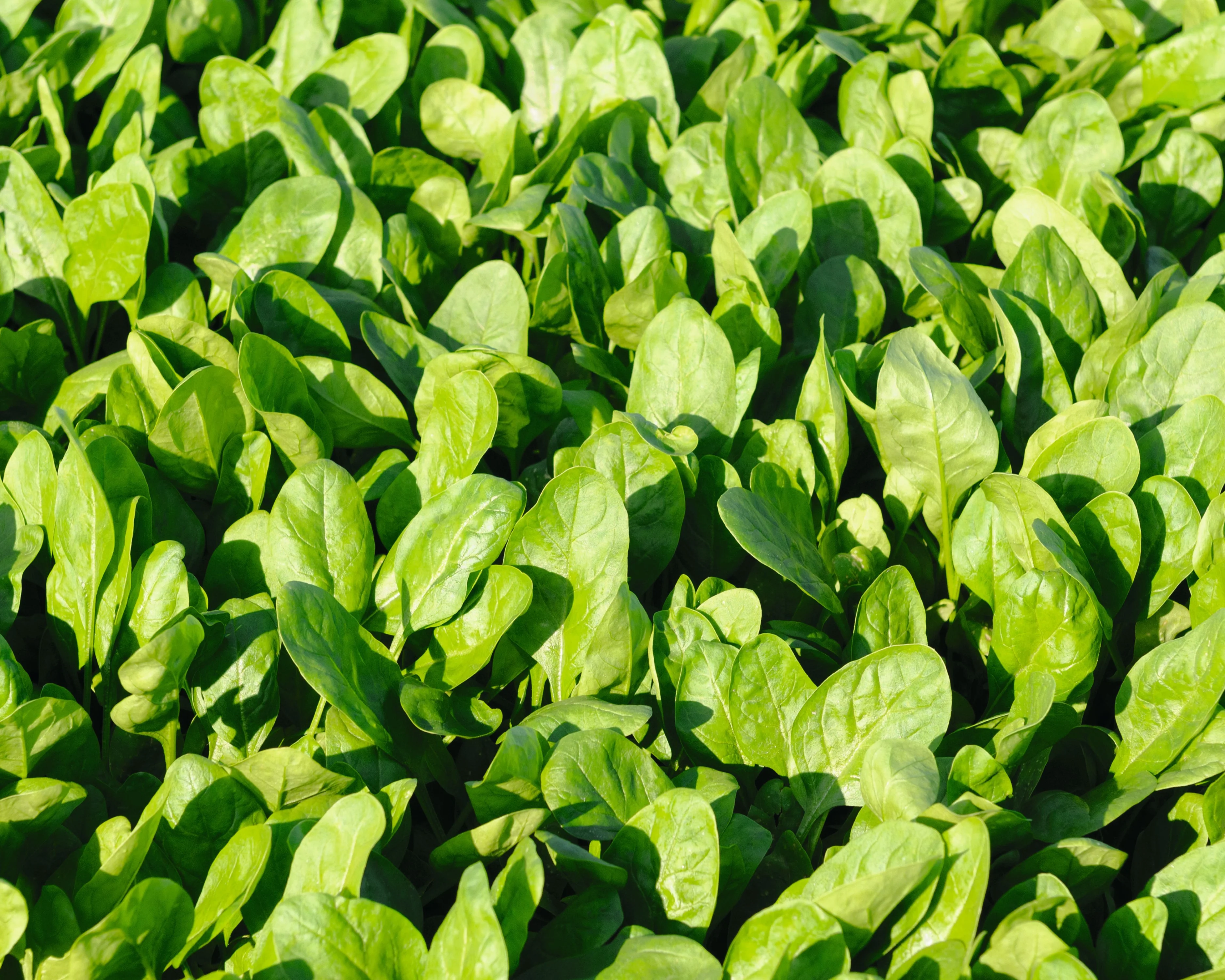 Space Hybrid Spinach - Image 2