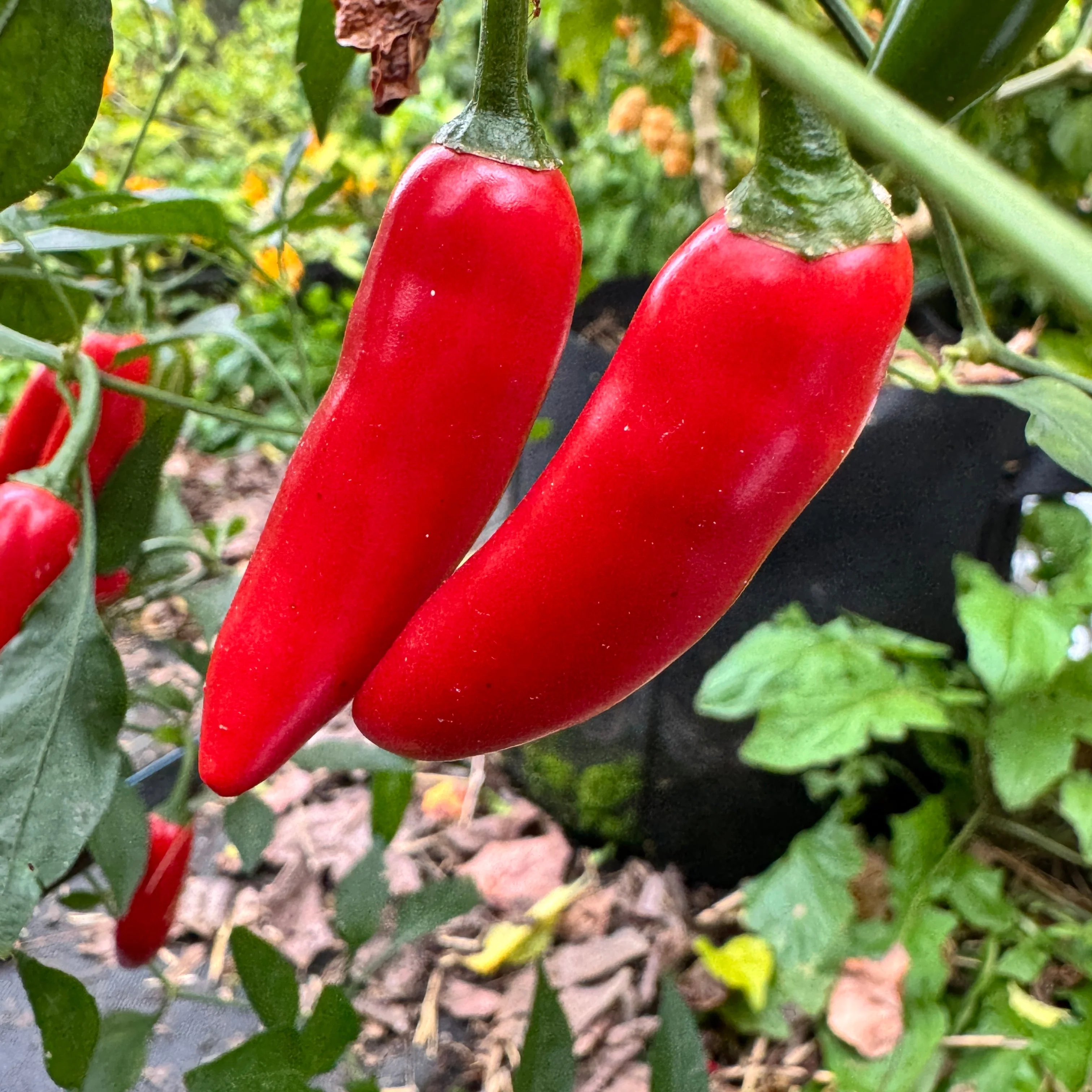 Sriracha - Spicy Red - Seeds