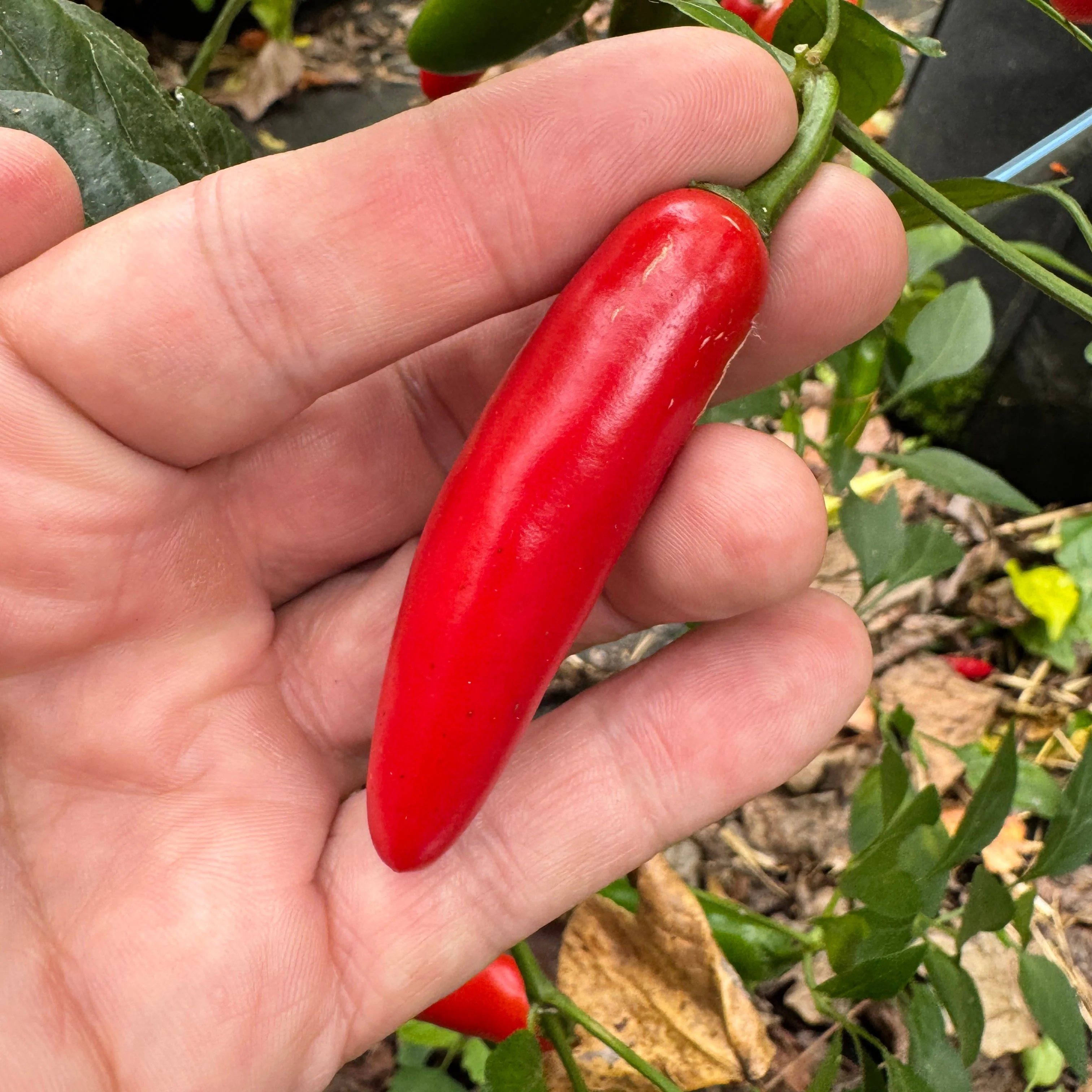 Sriracha - Spicy Red - Seeds - Image 2