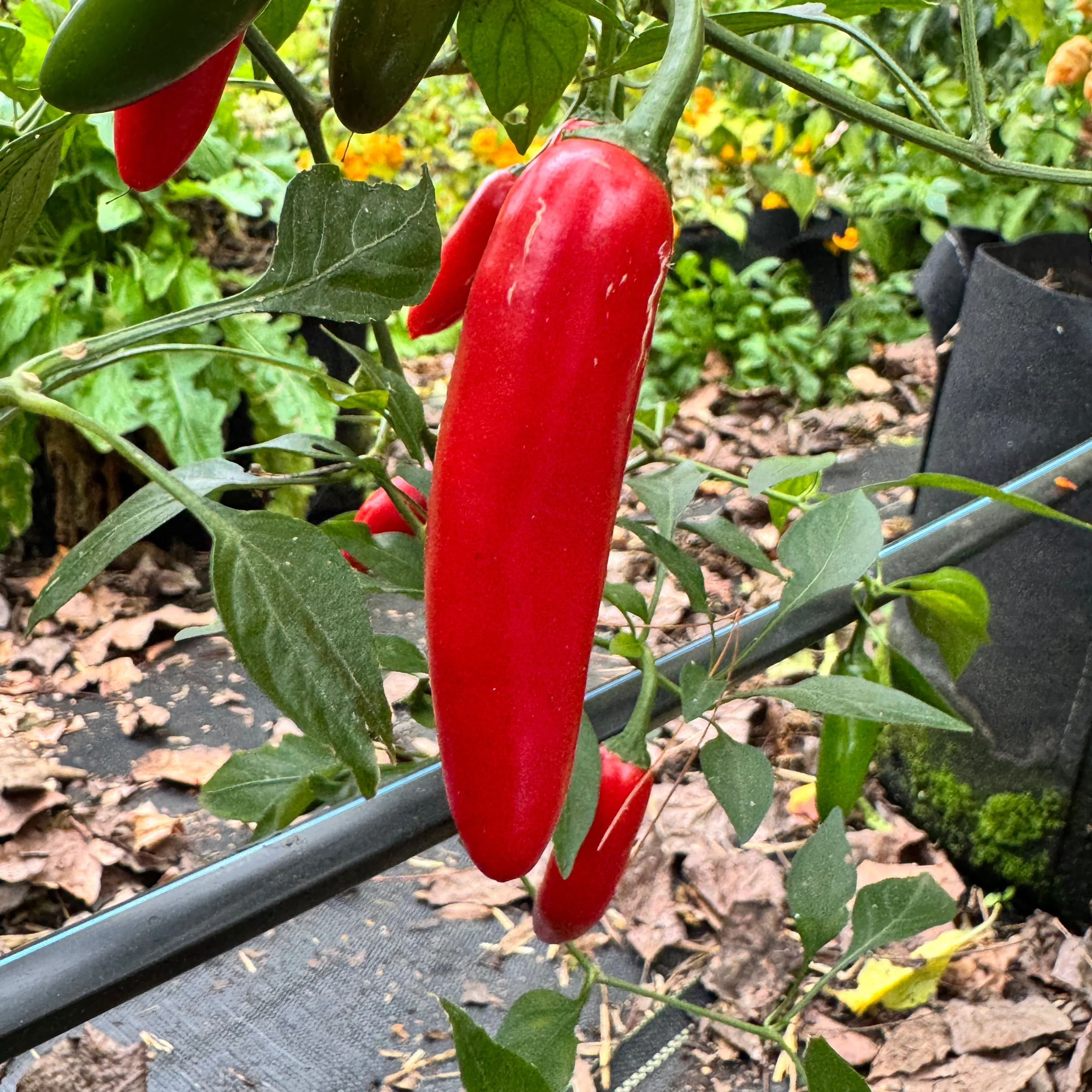 Sriracha - Spicy Red - Seeds - Image 4
