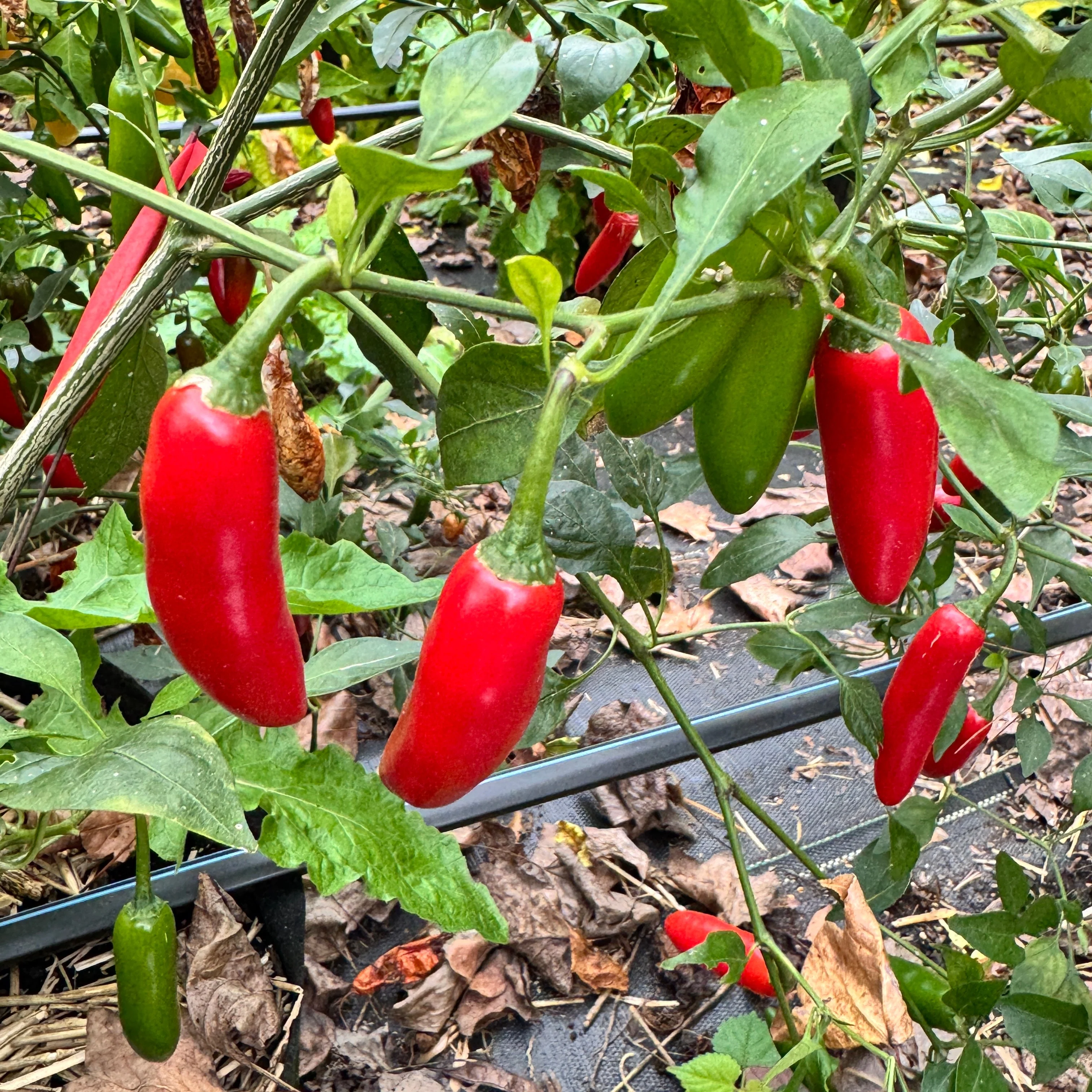 Sriracha - Spicy Red - Seeds - Image 5