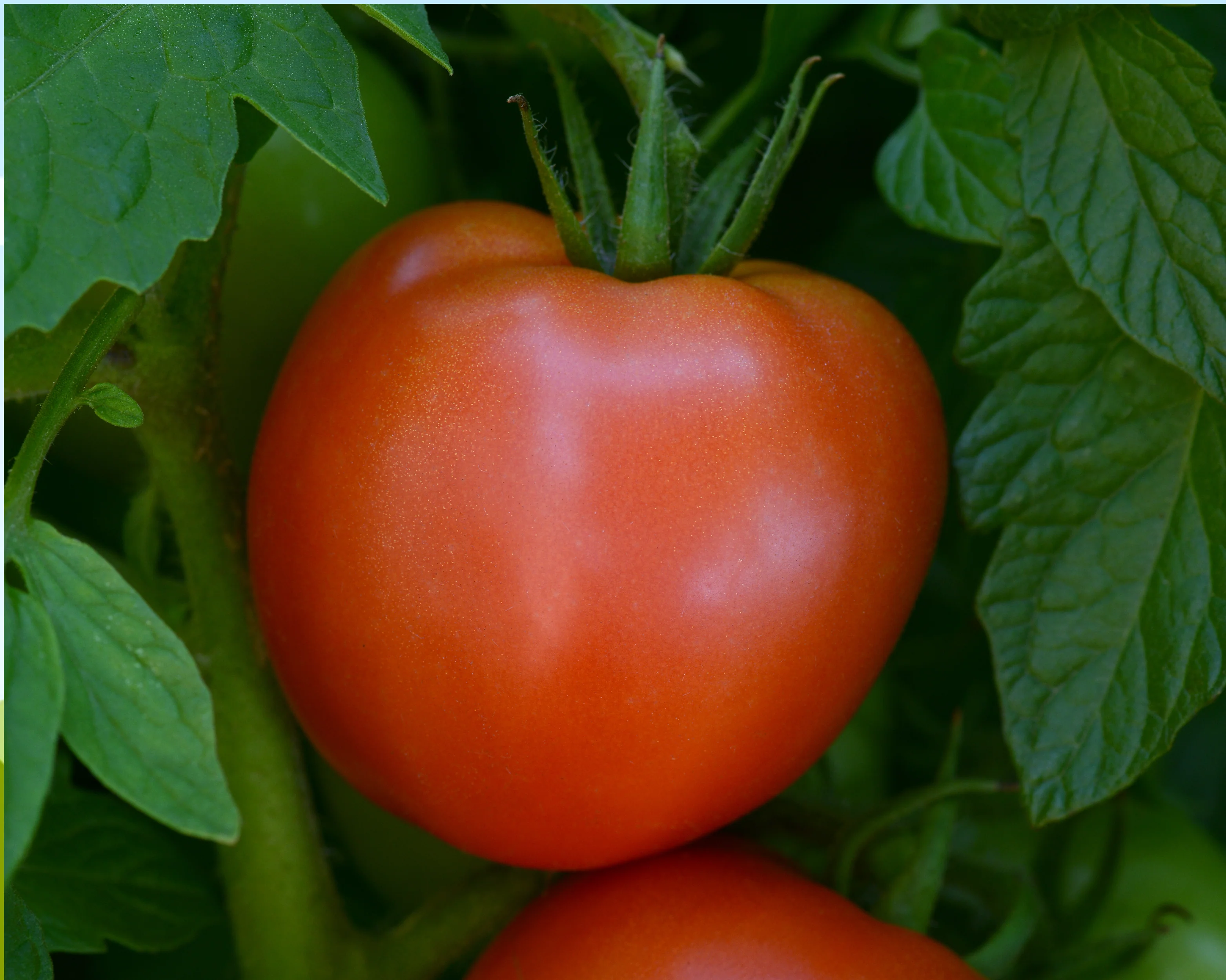 Stellar Hybrid Tomato Seeds - Image 2