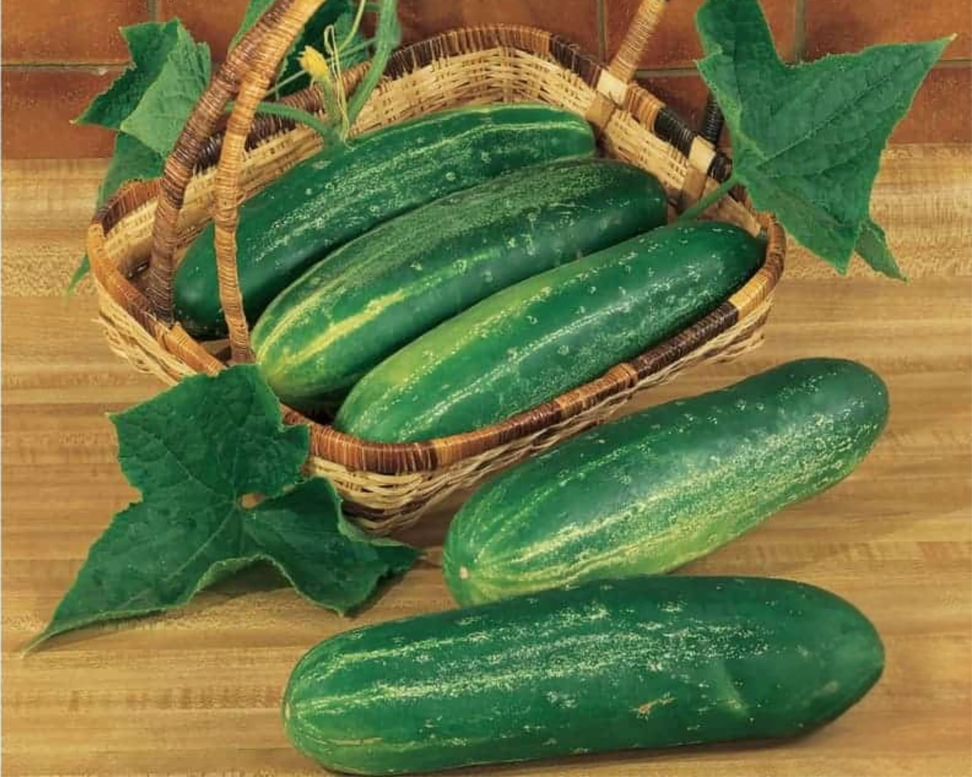 Straight Eight Cucumber Seeds - Image 2
