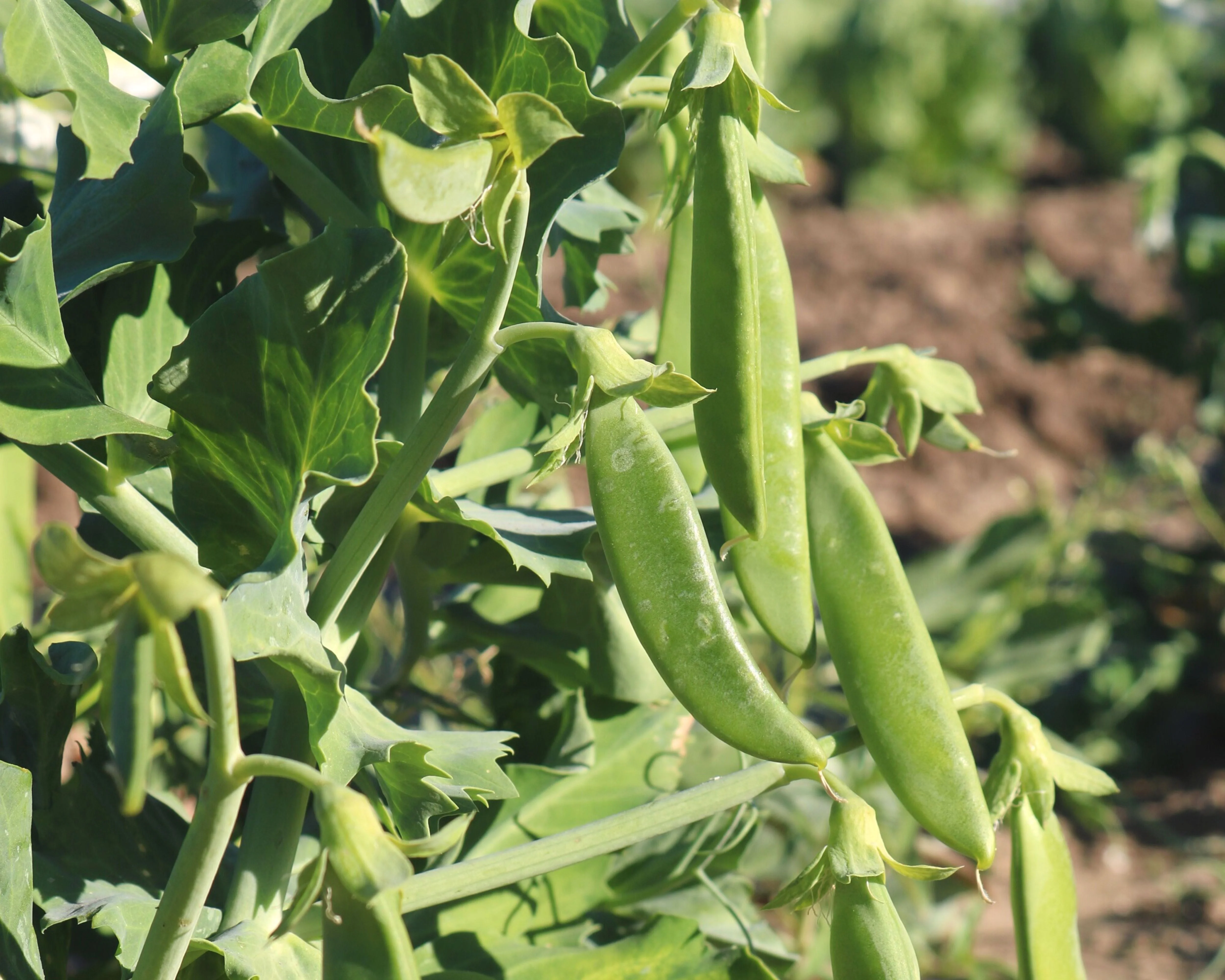 Sugar Ann Pea Seeds - Image 2
