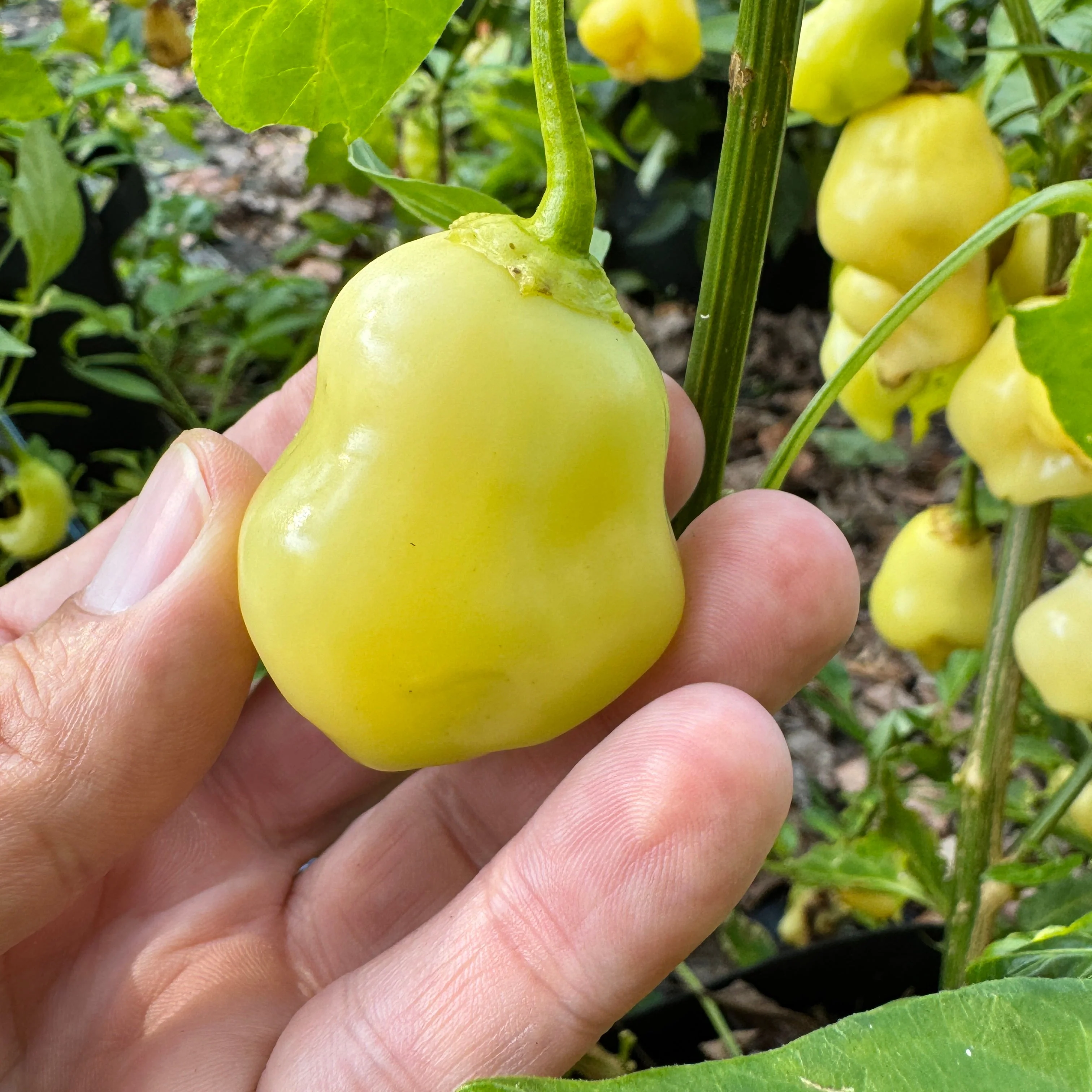 Sugar Rush Peach Bell  - Seeds - Image 2