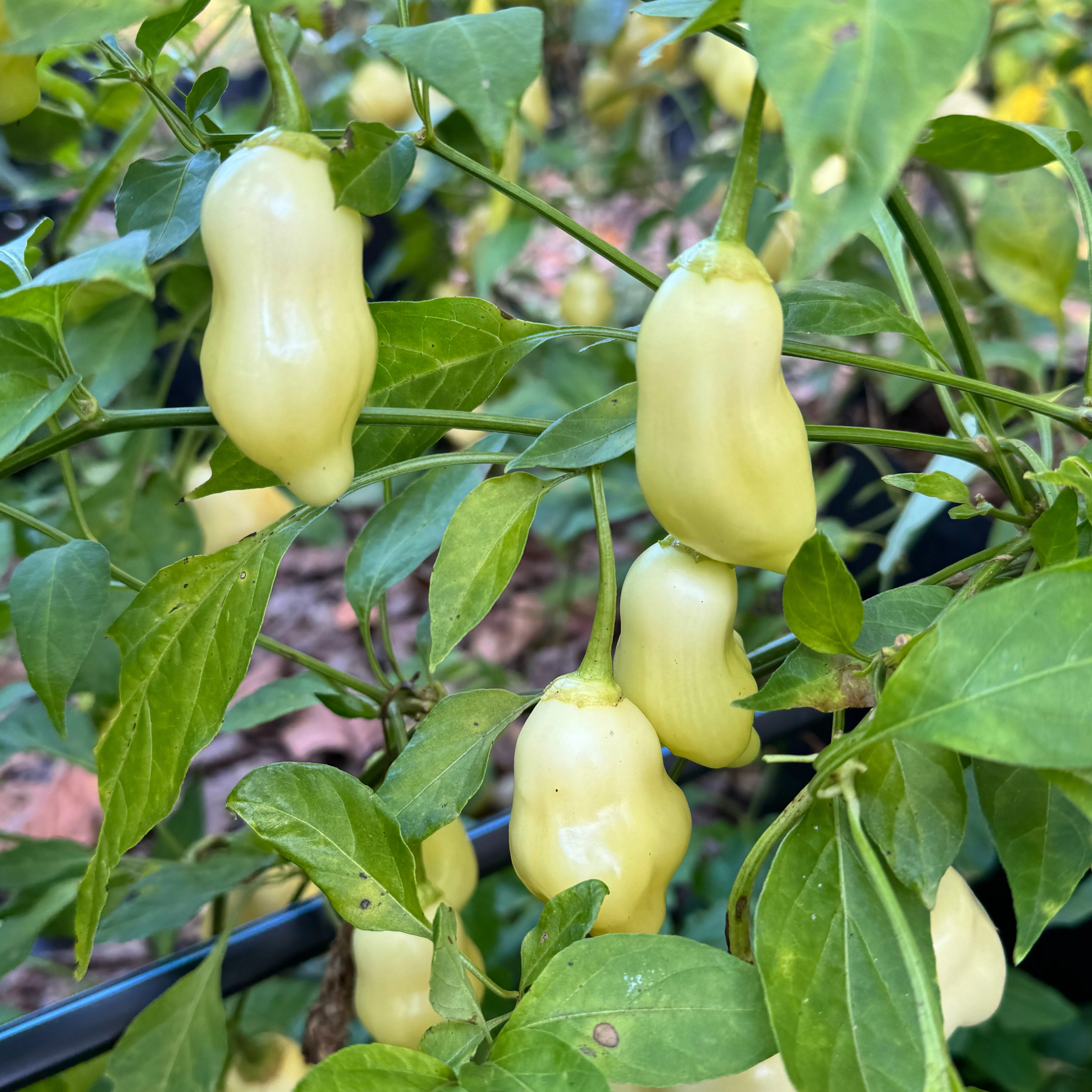 Sugar Rush Peach Bell  - Seeds - Image 3