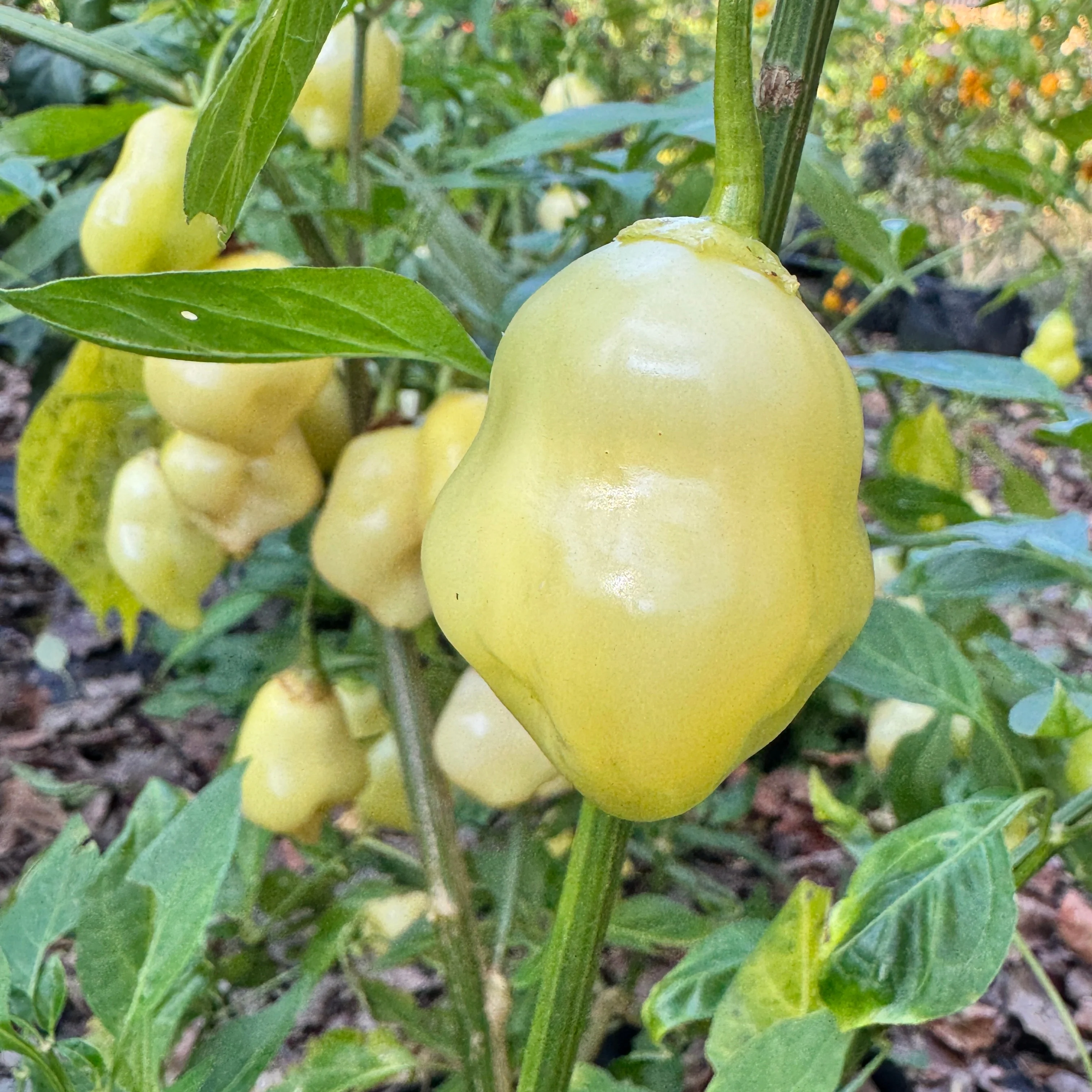 Sugar Rush Peach Bell  - Seeds - Image 4