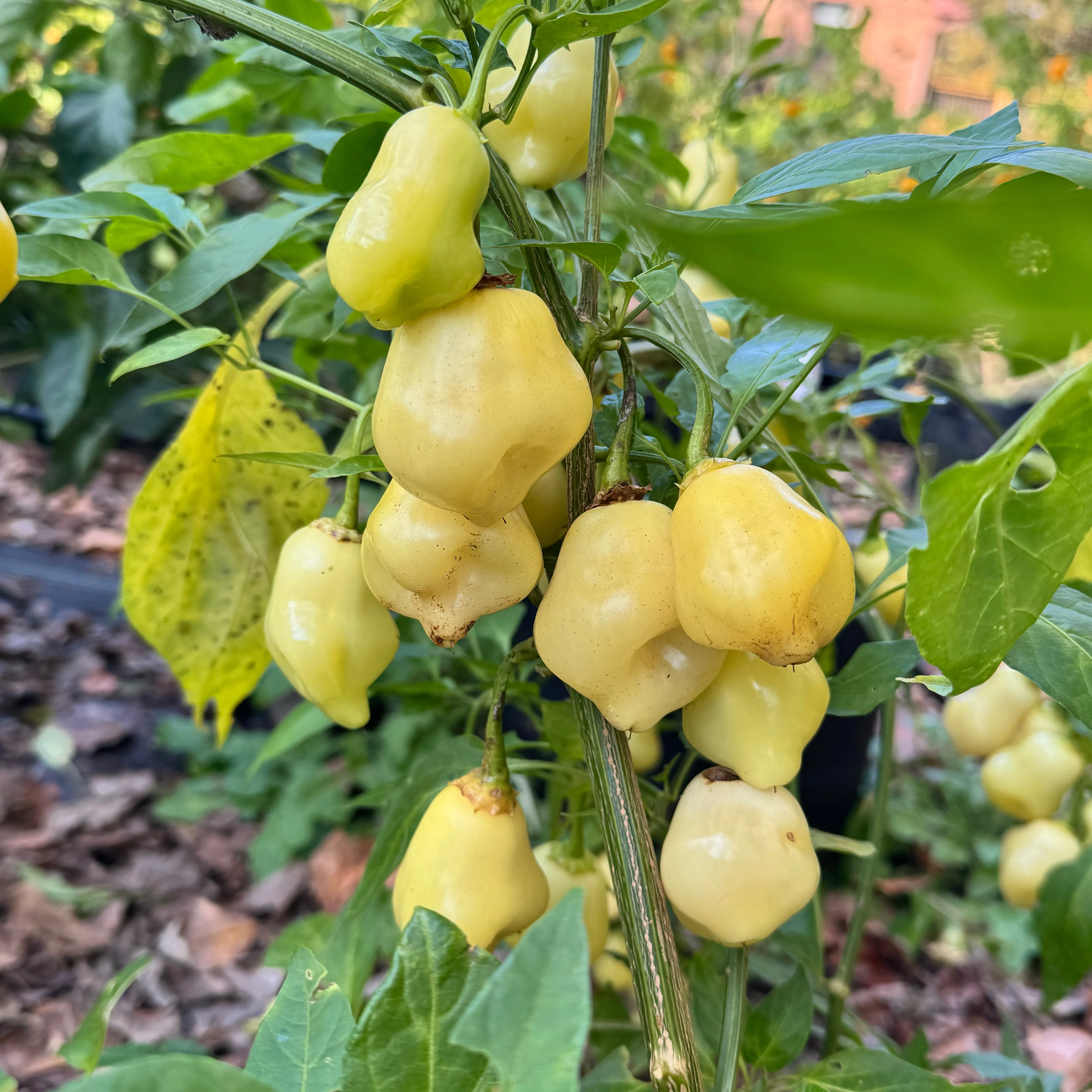 Sugar Rush Peach Bell  - Seeds - Image 5