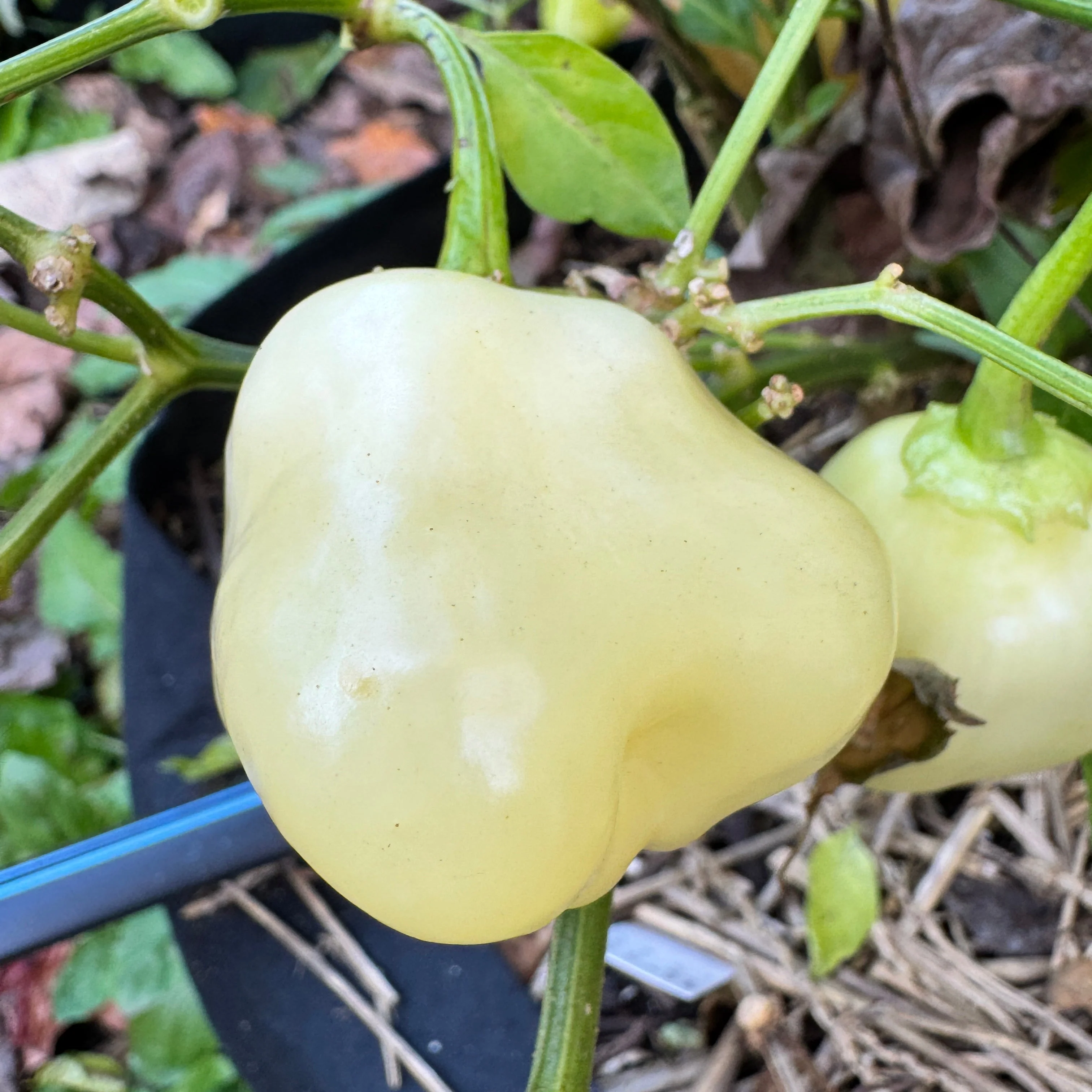 Sugar Rush Peach Bell  - Seeds - Image 6