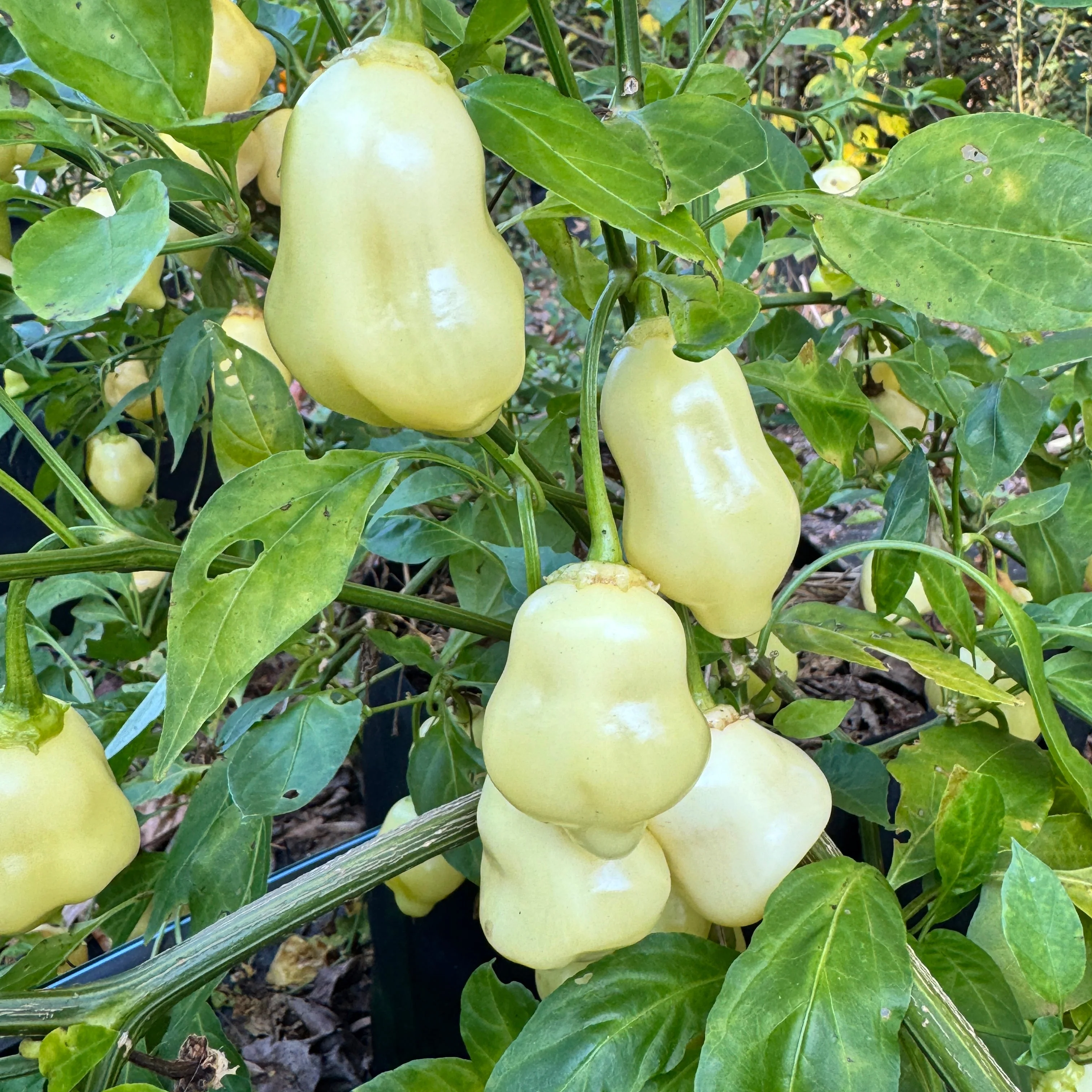 Sugar Rush Peach Bell  - Seeds - Image 7