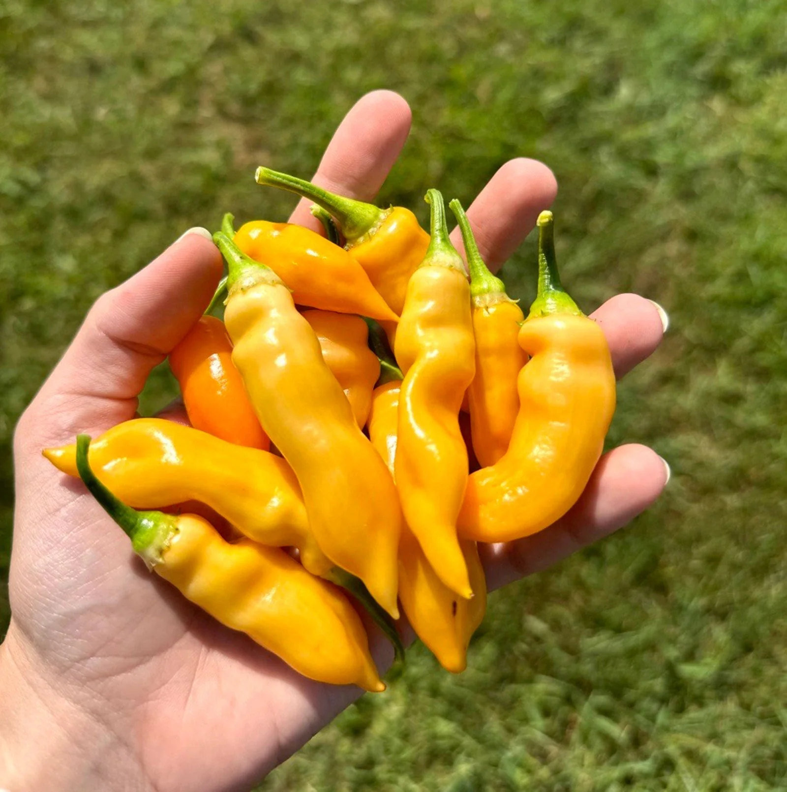 Sugar Rush Peach Pepper Seeds (Non-Isolated) - Image 2