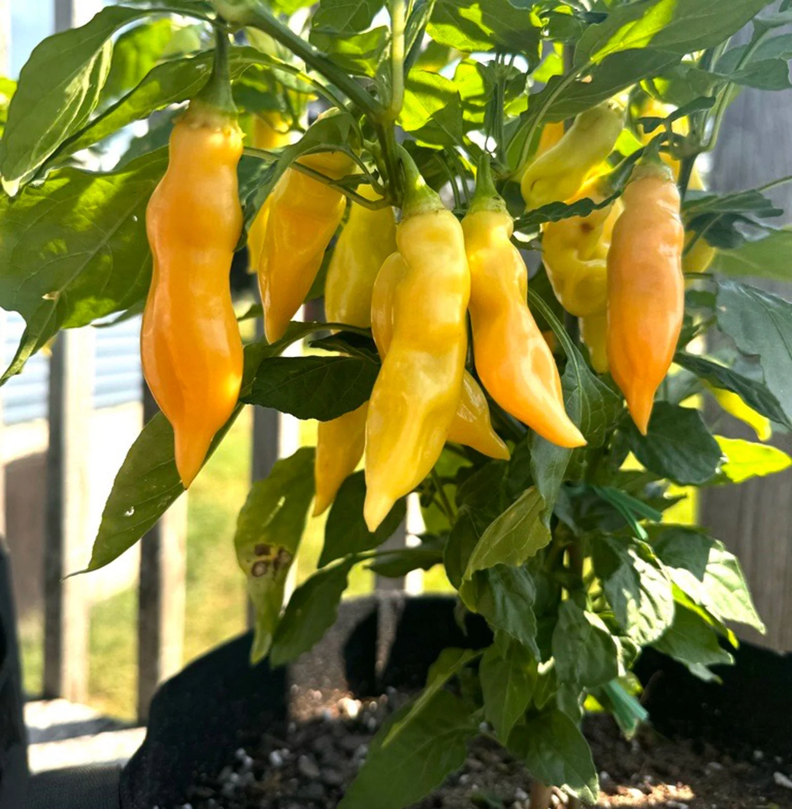 Sugar Rush Peach Pepper Seeds (Non-Isolated) - Image 3