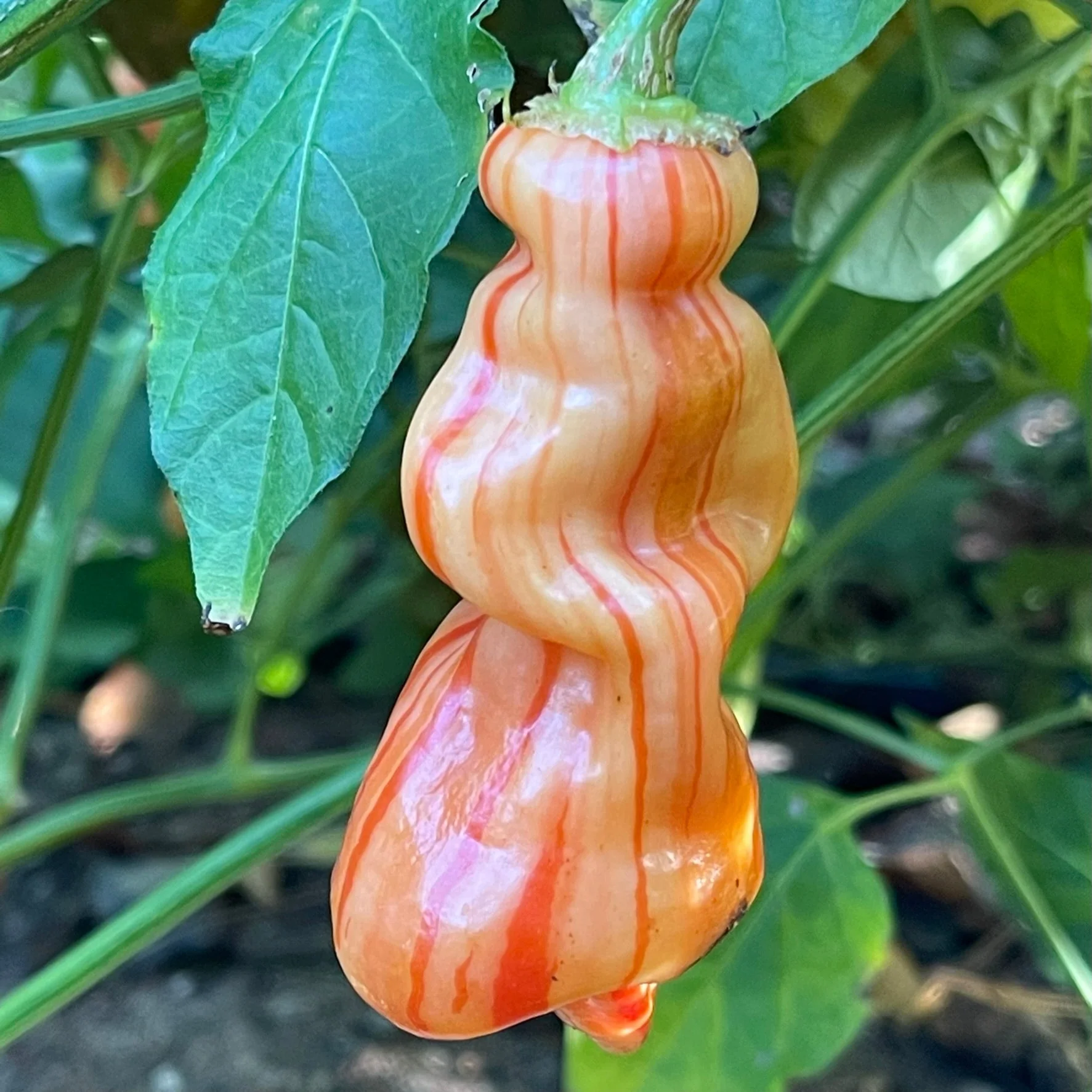 Sugar Rush Stripey - Seeds - Image 2