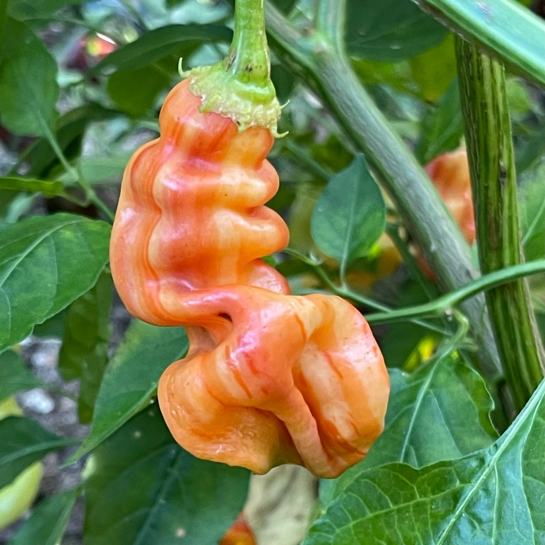 Sugar Rush Stripey - Seeds - Image 5