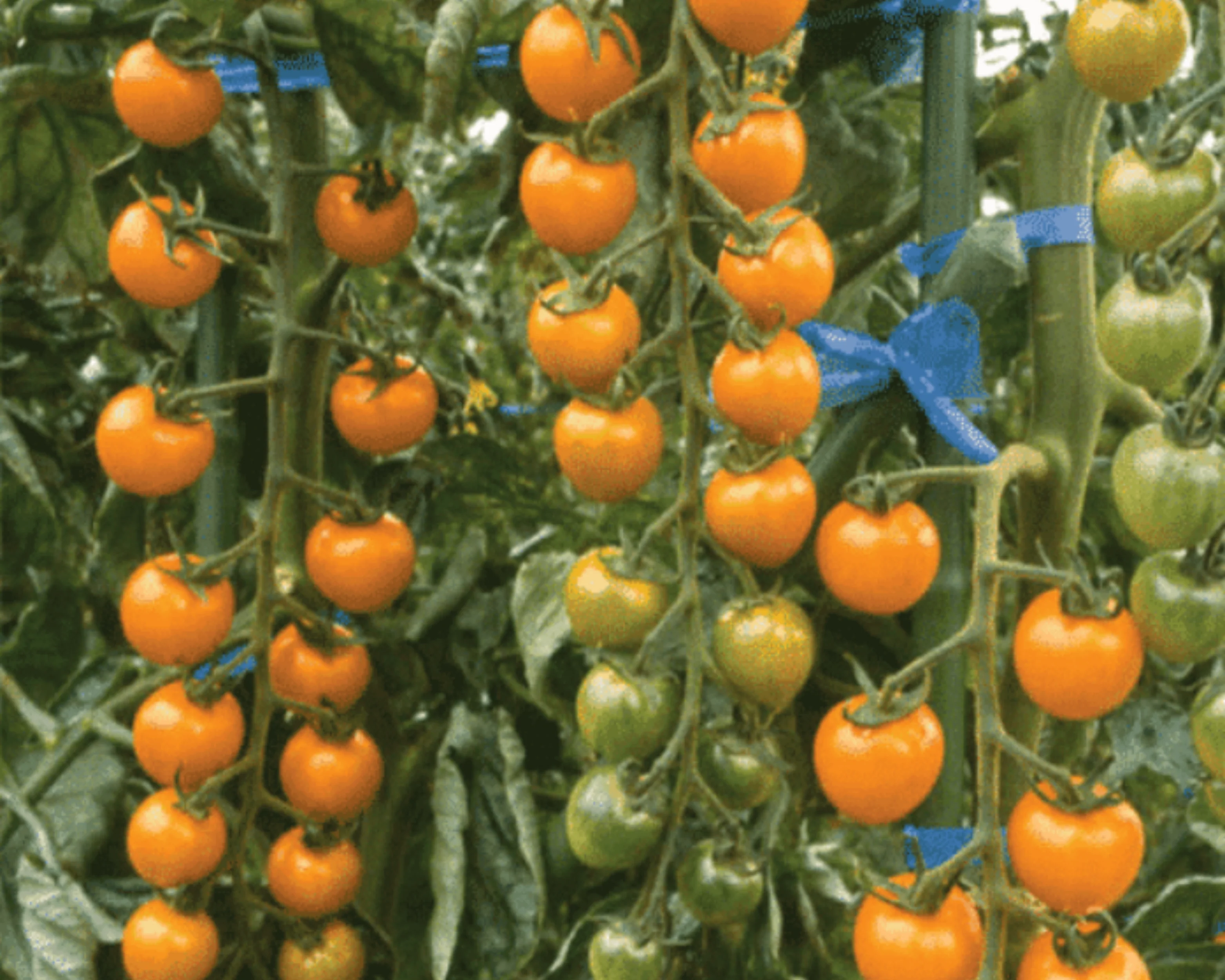 Sun Gold Hybrid Tomato Seeds - Image 3