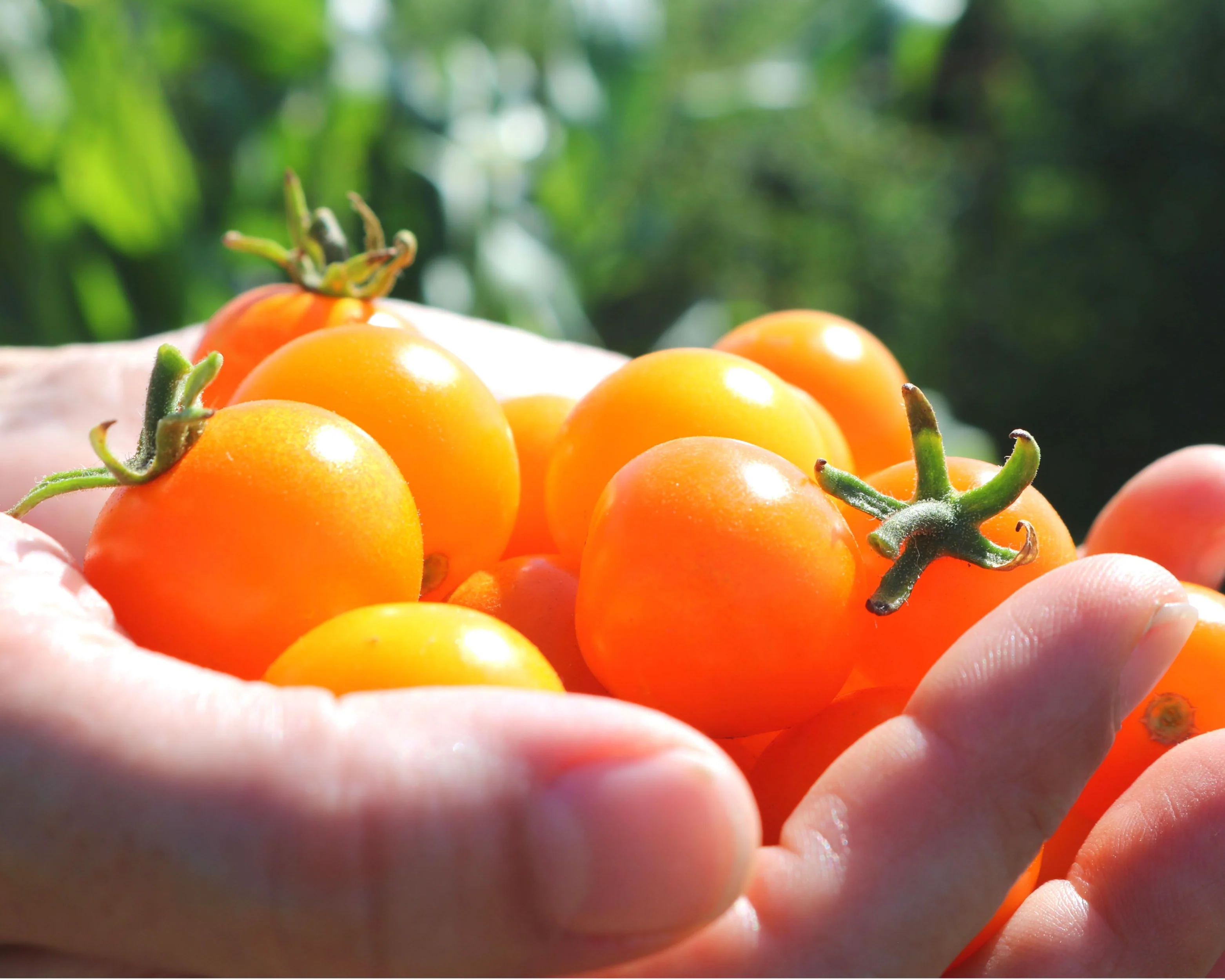 Sun Sugar Hybrid Tomato Seeds - Image 2