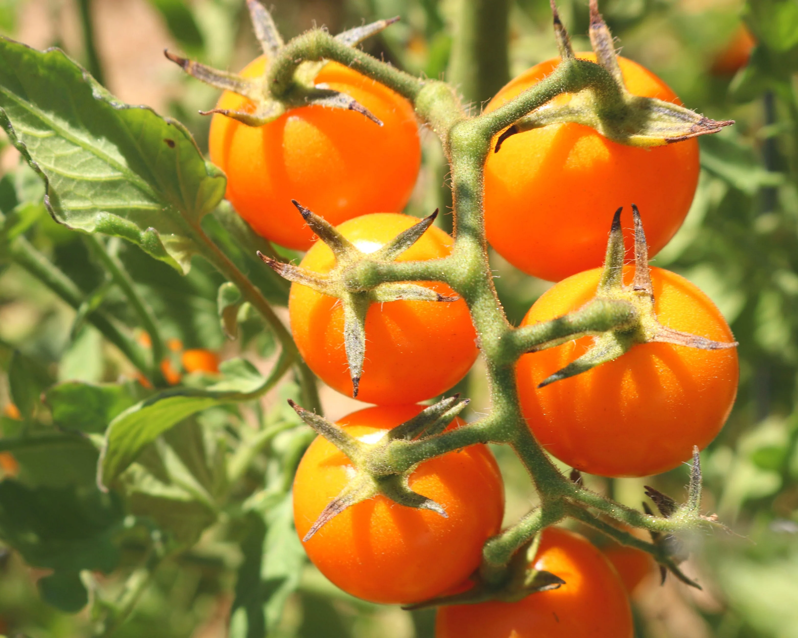 Sun Sugar Hybrid Tomato Seeds - Image 3