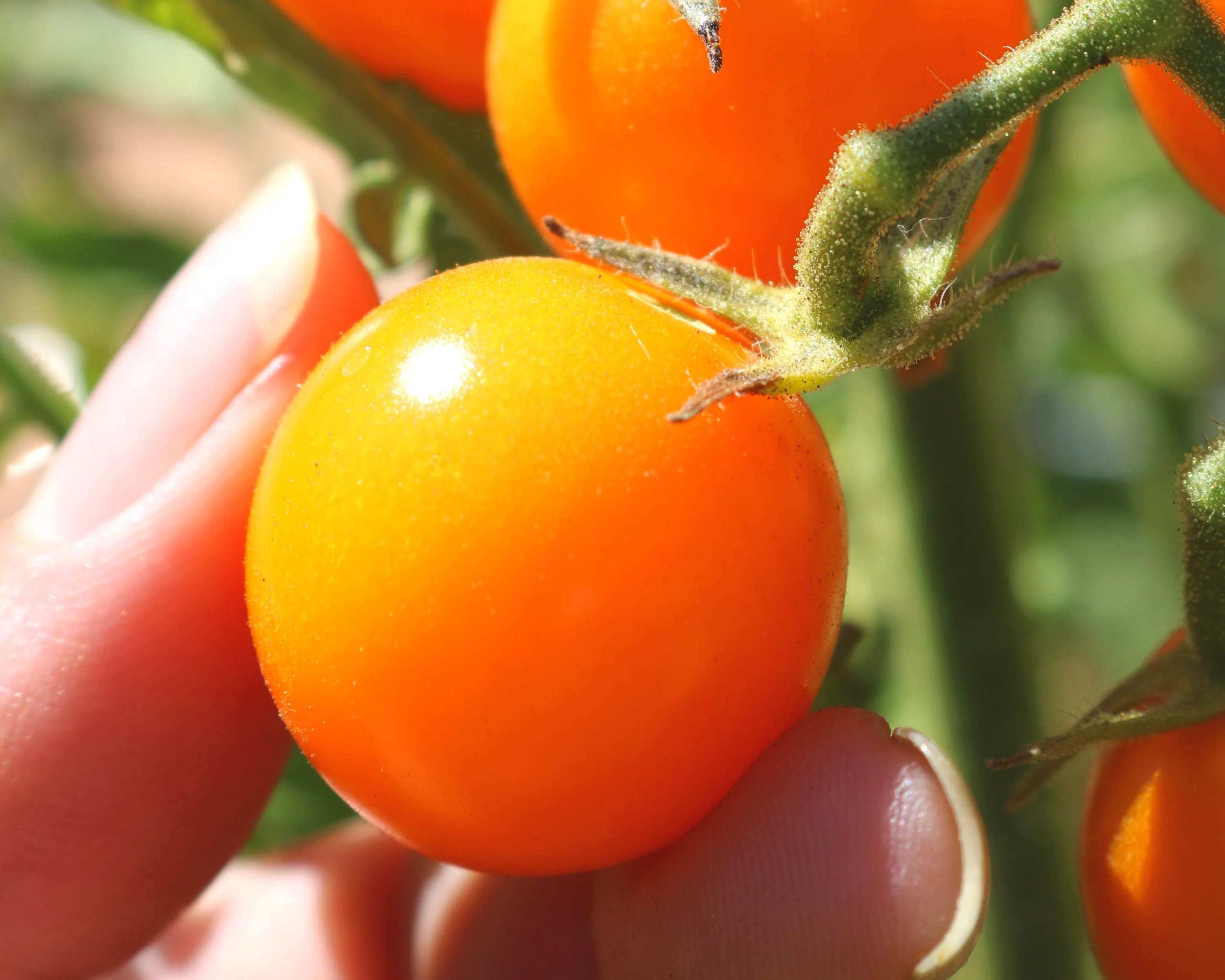 Sun Sugar Hybrid Tomato Seeds - Image 4