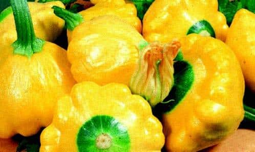Sunburst Hybrid Summer Squash Seeds - Image 3