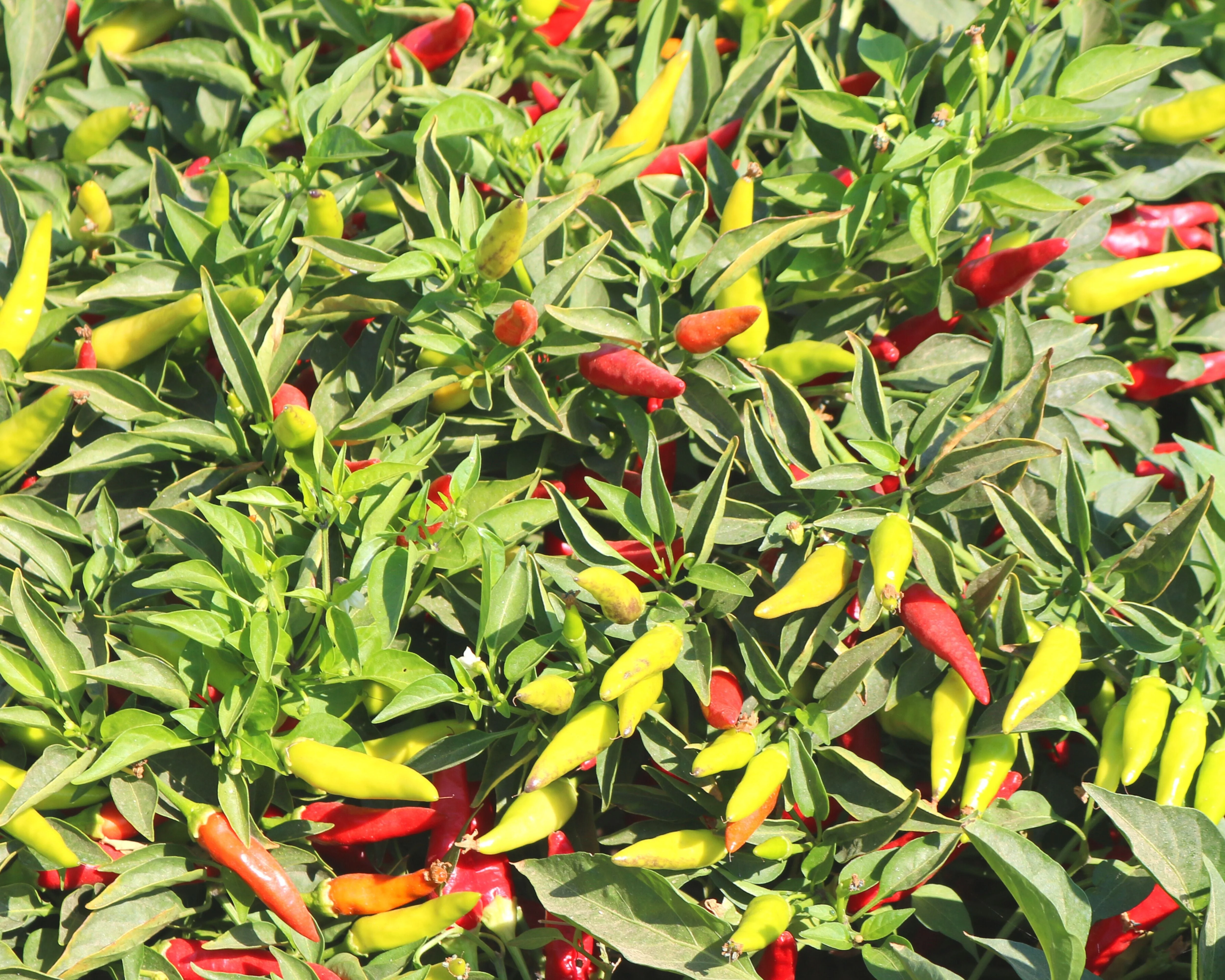 Super Chili Hybrid Hot Pepper Seeds - Image 2
