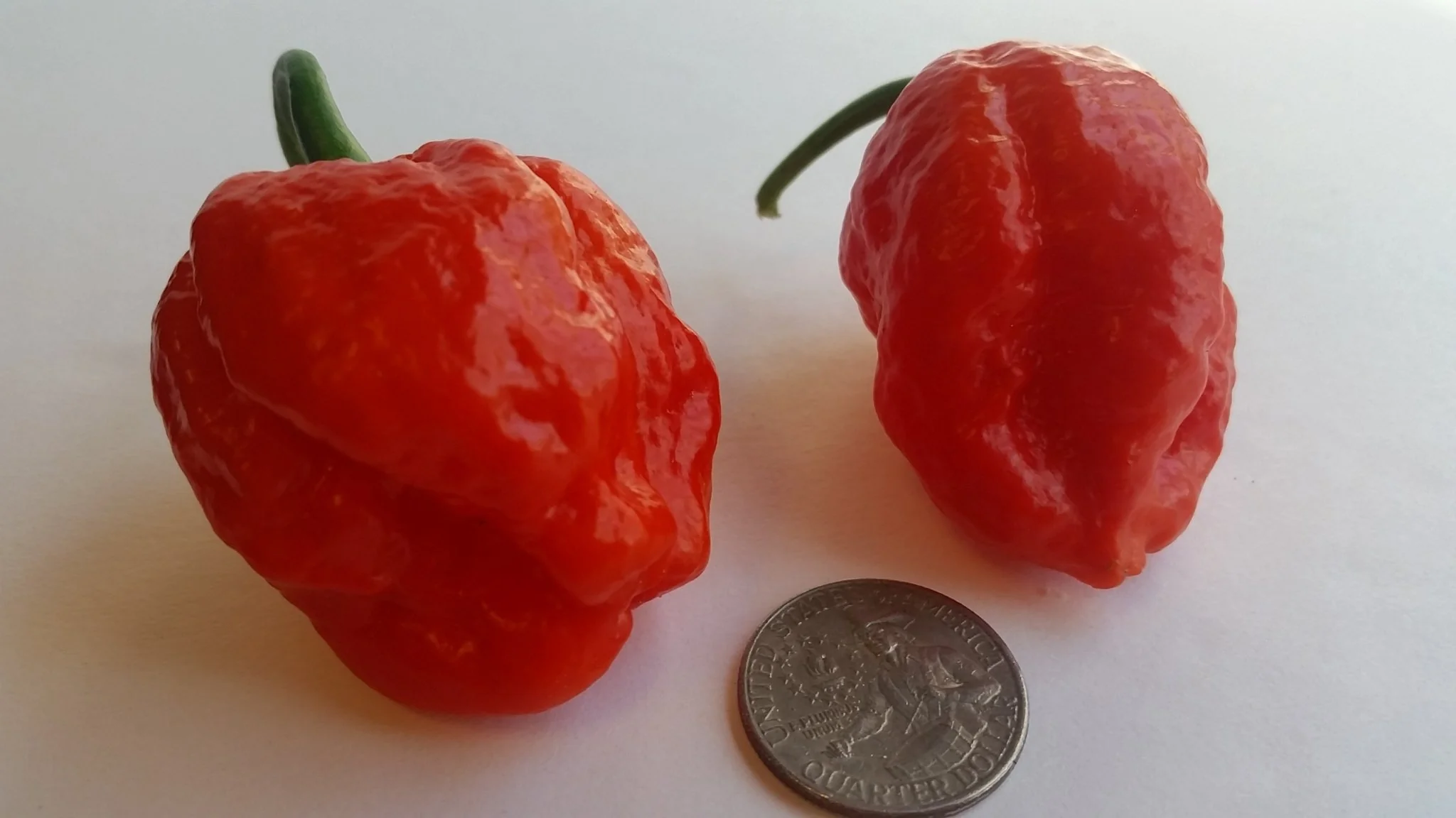 Super Hot Beast - Seeds - Image 2