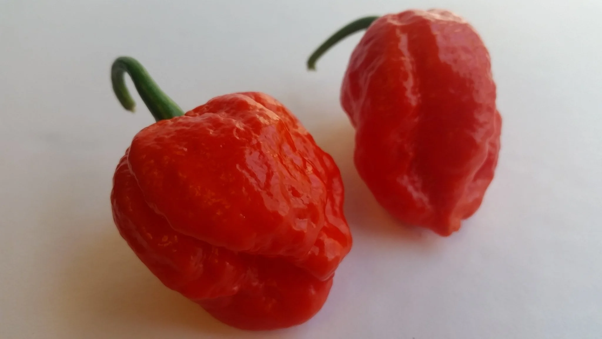 Super Hot Beast - Seeds - Image 3